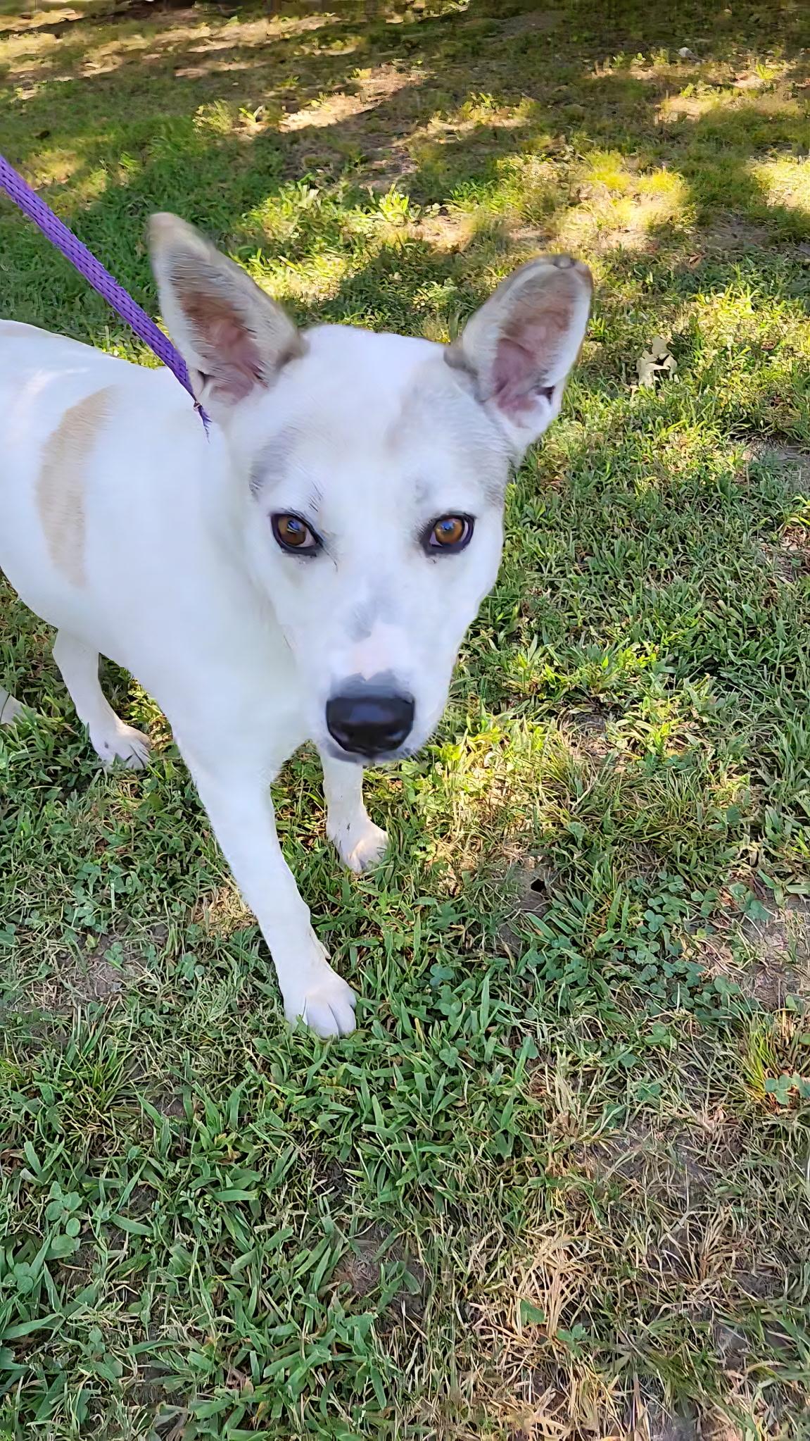 Coconut, a Adoptable mixed breed in Tahlequah, OK image 2/5