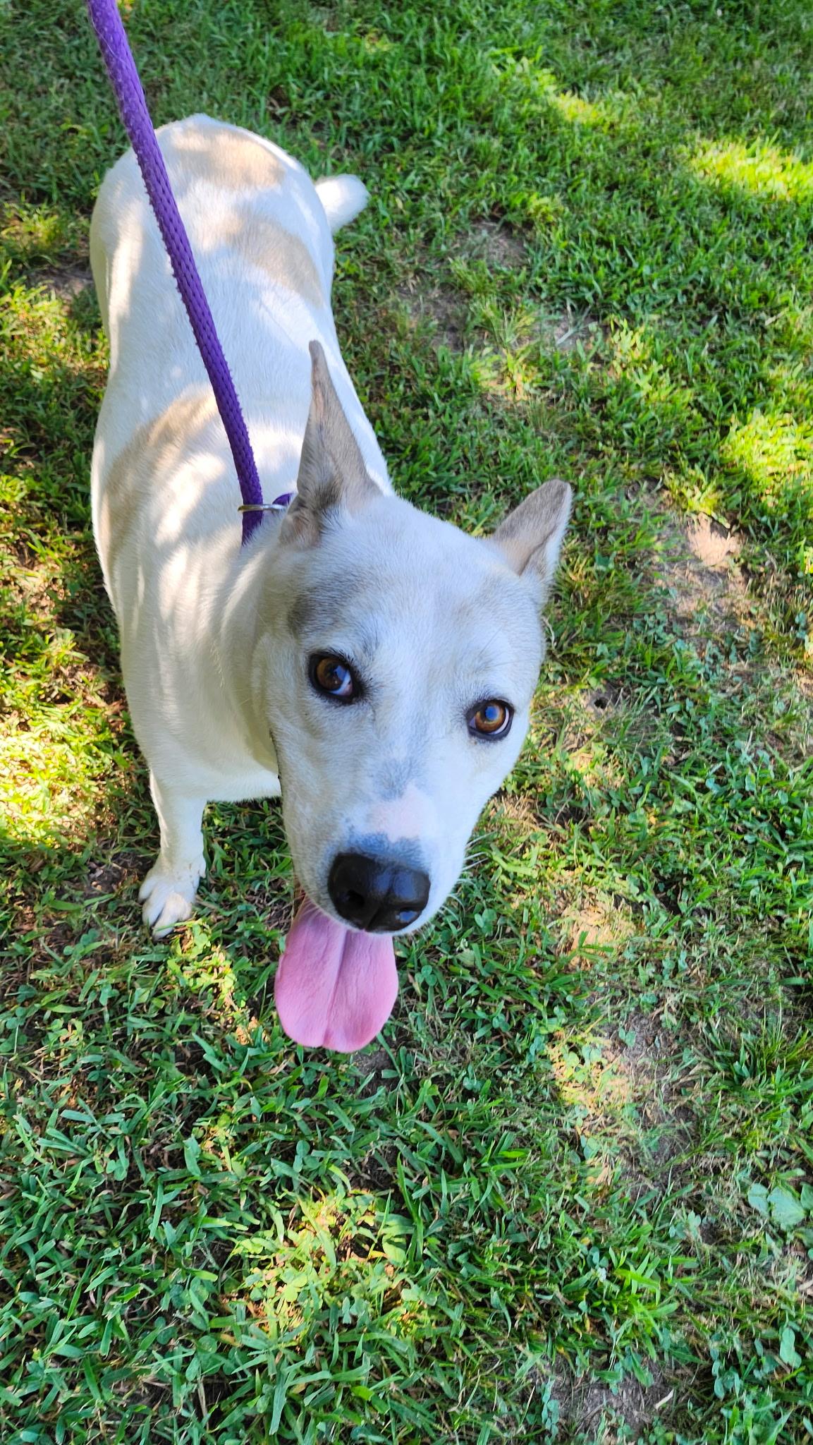 Coconut, a Adoptable mixed breed in Tahlequah, OK image 3/5