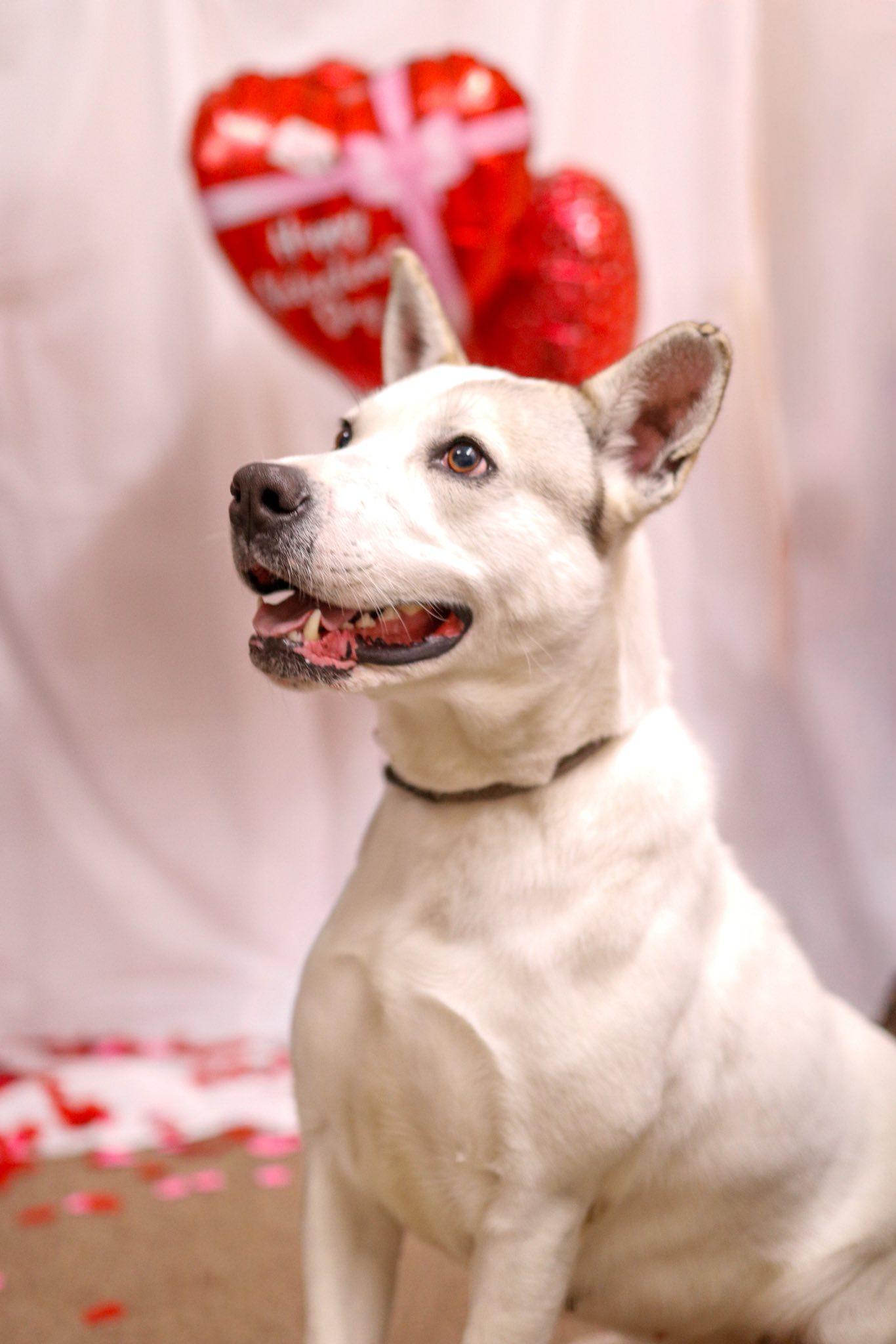 Enlarge Coconut, a Adoptable mixed breed in Tahlequah, OK image 5/5