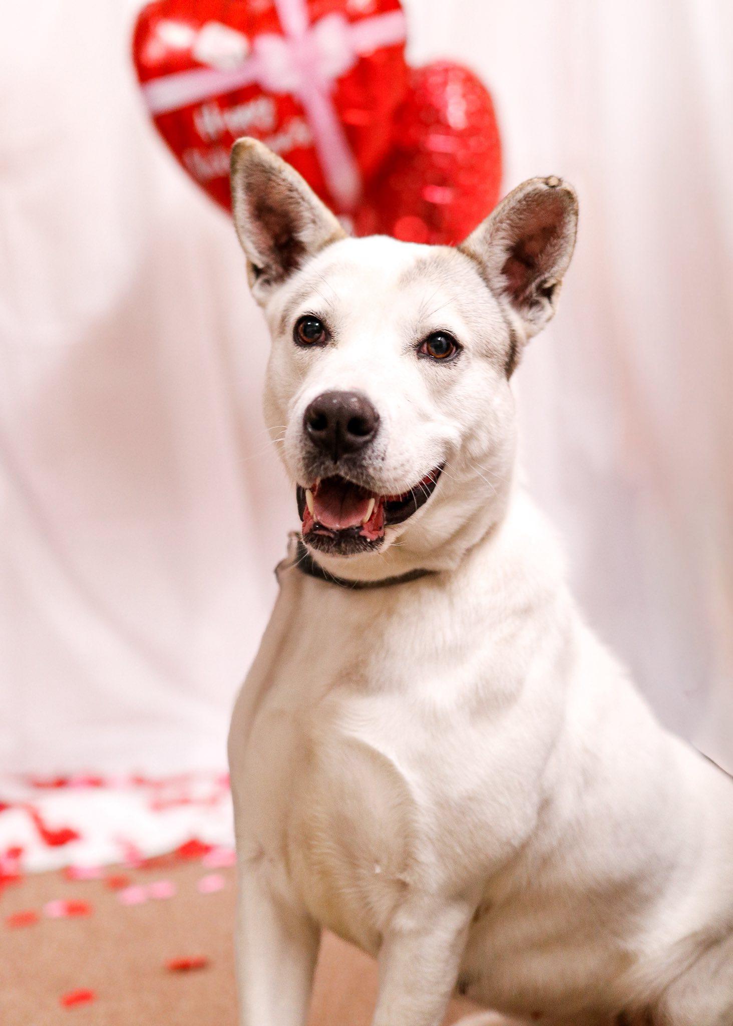 Enlarge Coconut, a Adoptable mixed breed in Tahlequah, OK image 1/5