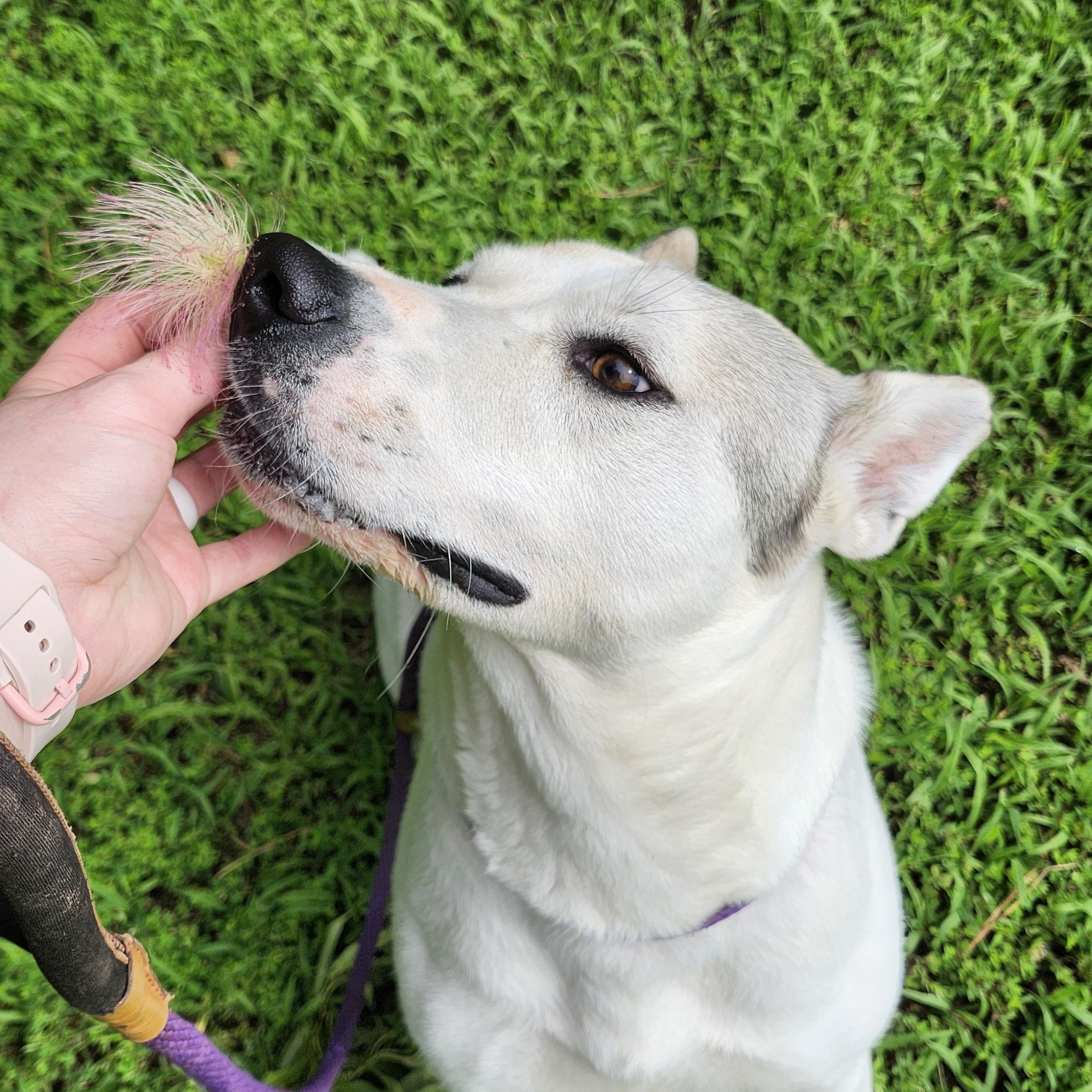 Enlarge Coconut, a Adoptable mixed breed in Tahlequah, OK image 2/6