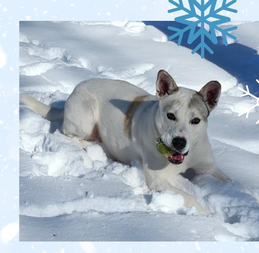 Enlarge Coconut, a Adoptable mixed breed in Tahlequah, OK image 2/5