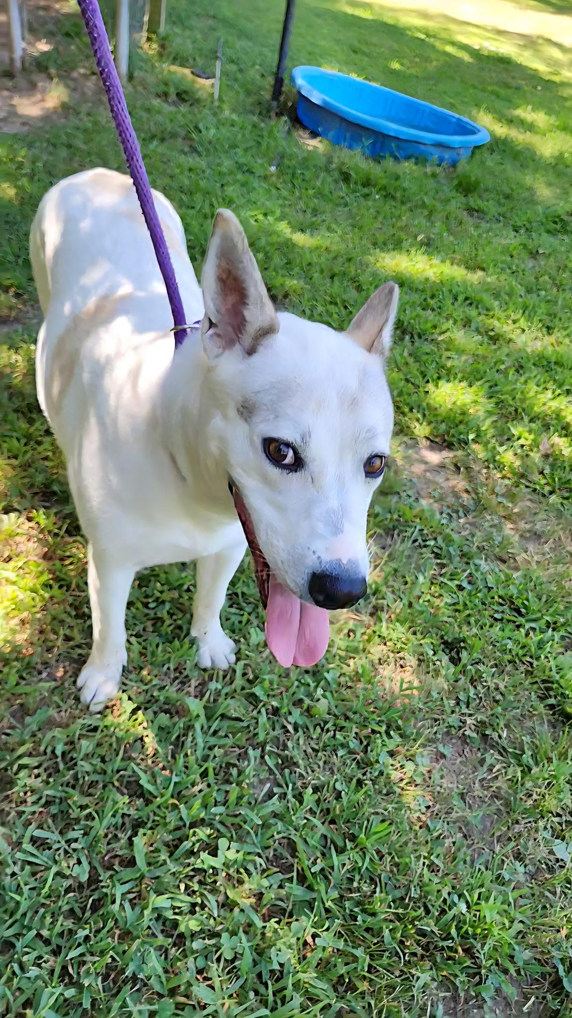 Coconut, a Adoptable mixed breed in Tahlequah, OK image 4/5