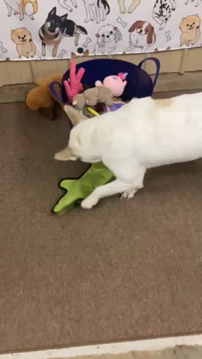 Enlarge Coconut, a Adoptable mixed breed in Tahlequah, OK video 5/5