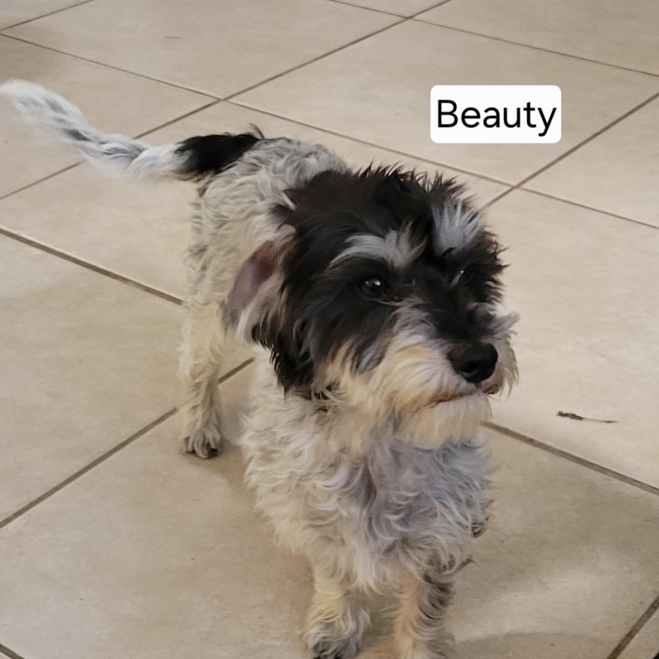 Enlarge Beauty, a ADOPTABLE Havanese in Sarasota, FL image 1/2