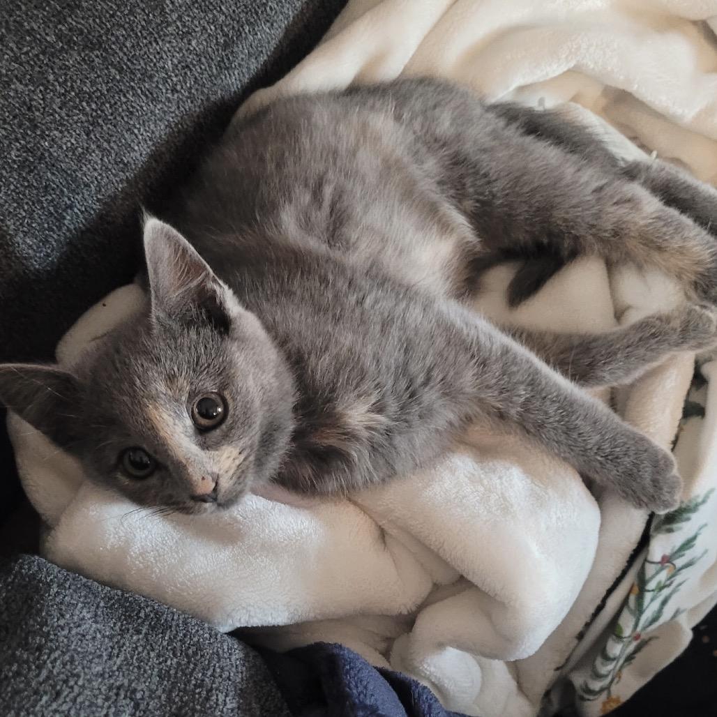 Lakeview Dilute, Adoptable, Kitten Female American Shorthair.