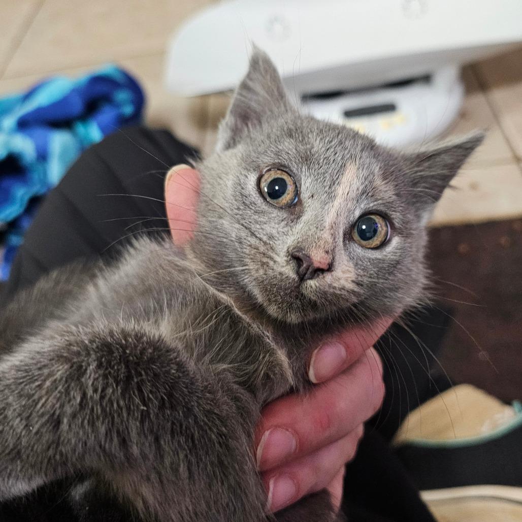 Lakeview Dilute, Adoptable, Kitten Female American Shorthair.