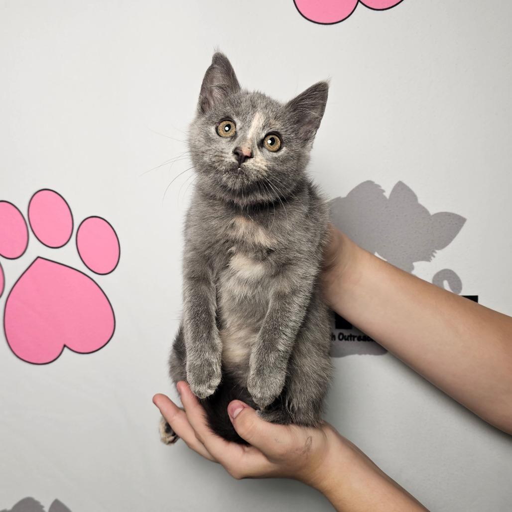 Enlarge Lakeview Dilute, a Adoptable mixed breed in Milton, FL image 2/2