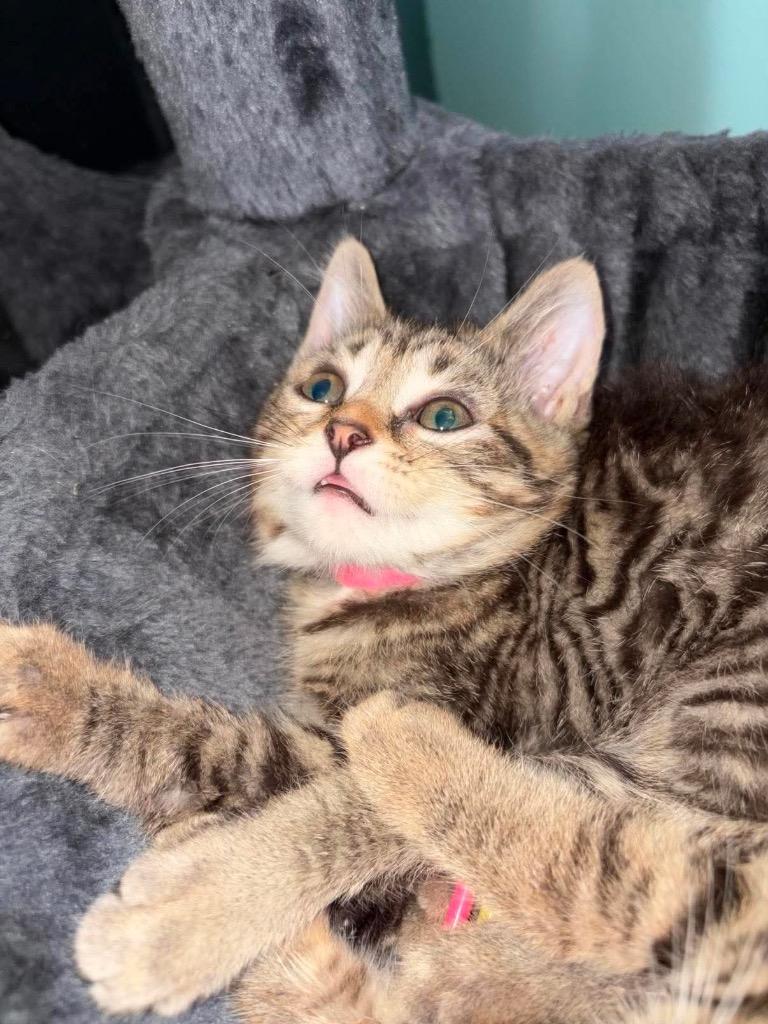 Enlarge Luna- Pink, a Adoptable Abyssinian in Charlotte, MI image 1/2