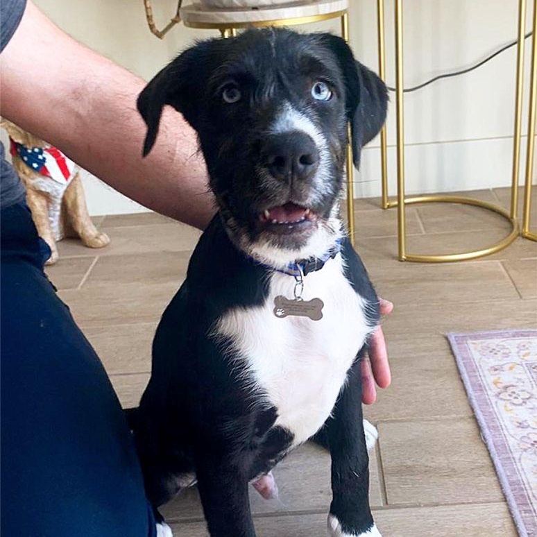 Mr. Handsome Louie, Young Male Labrador Retriever