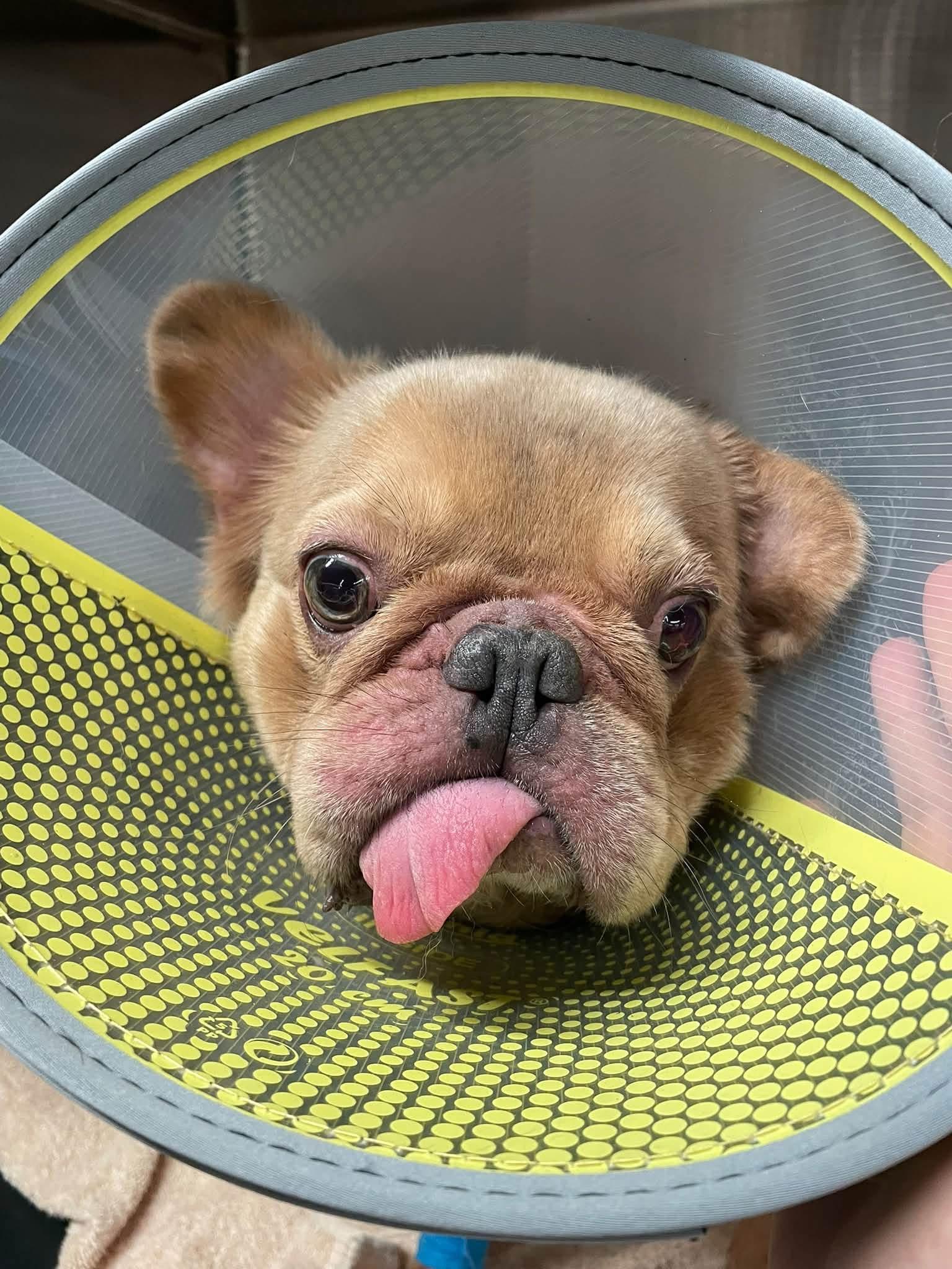 Cloudie, Adoptable, Adult Male French Bulldog.