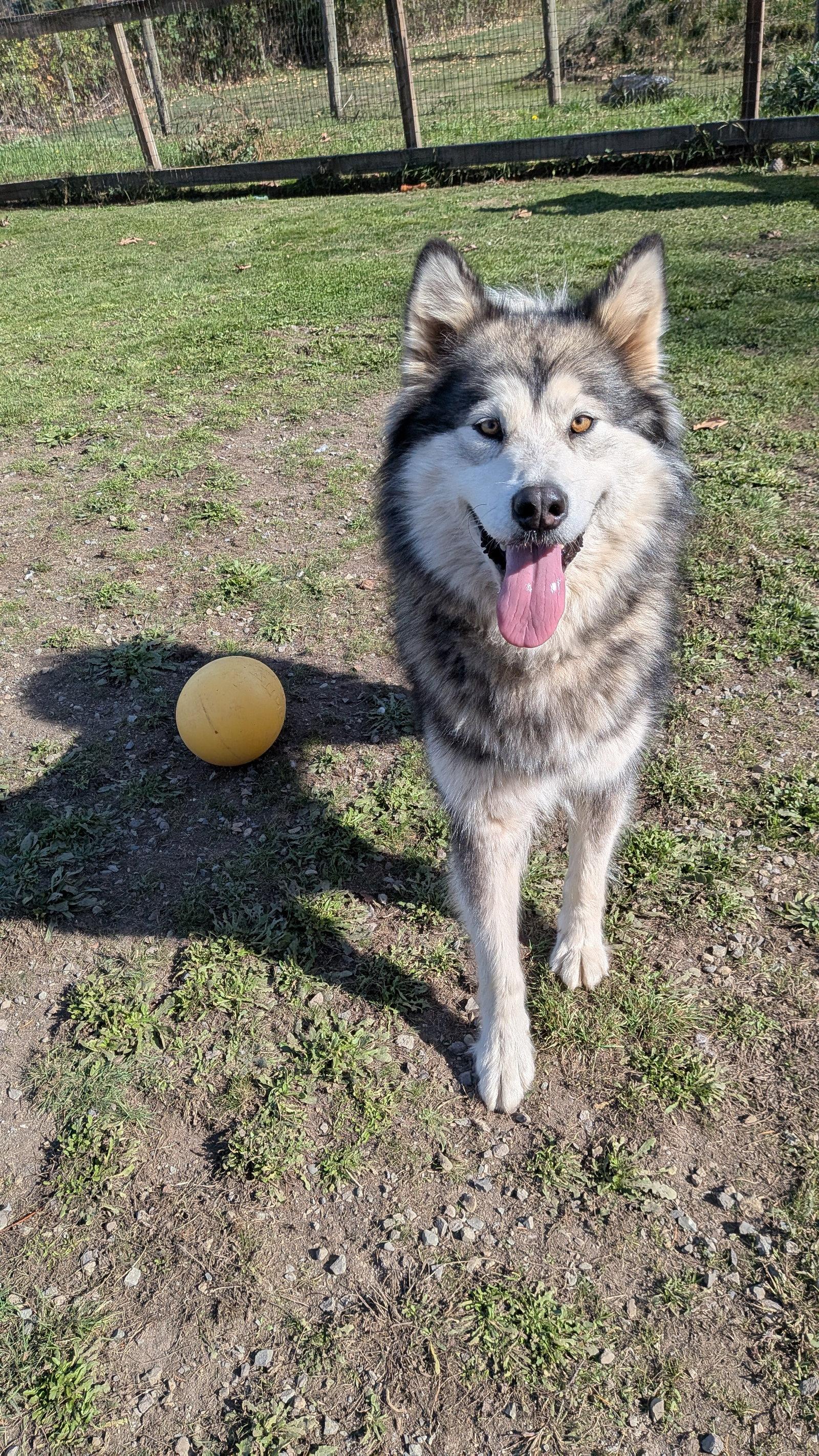 GUINEVERE, Adoptable, Adult Female Alaskan Malamute.