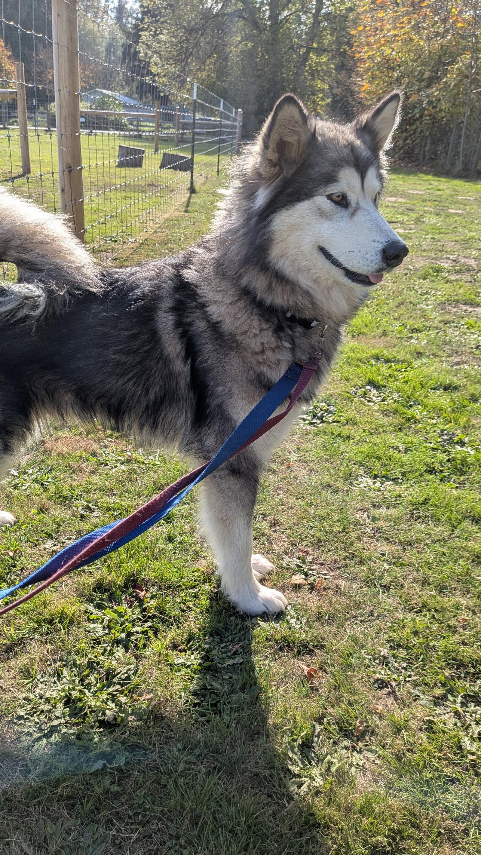 Enlarge GUINEVERE, a Adoptable Alaskan Malamute in Seattle, WA image 2/3
