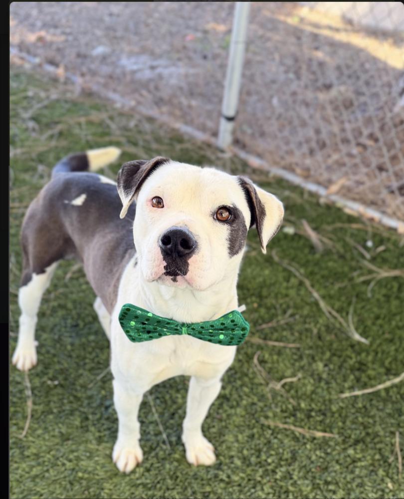 Oso, Adoptable, Adult Male Pit Bull Terrier.