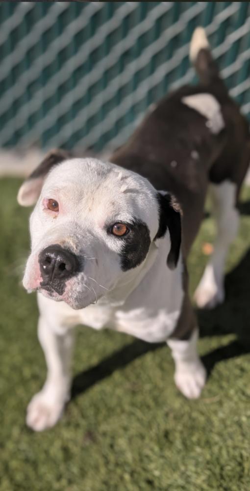 Oso, a Adoptable Pit Bull Terrier in Tigard, OR image 2/5