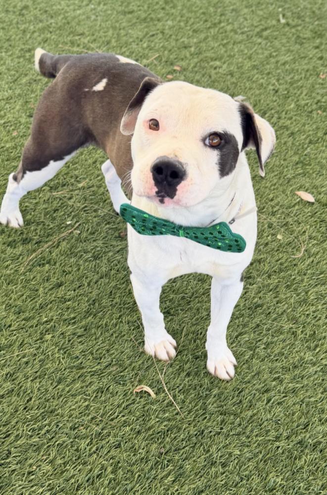 Oso, a Adoptable Pit Bull Terrier in Tigard, OR image 3/5
