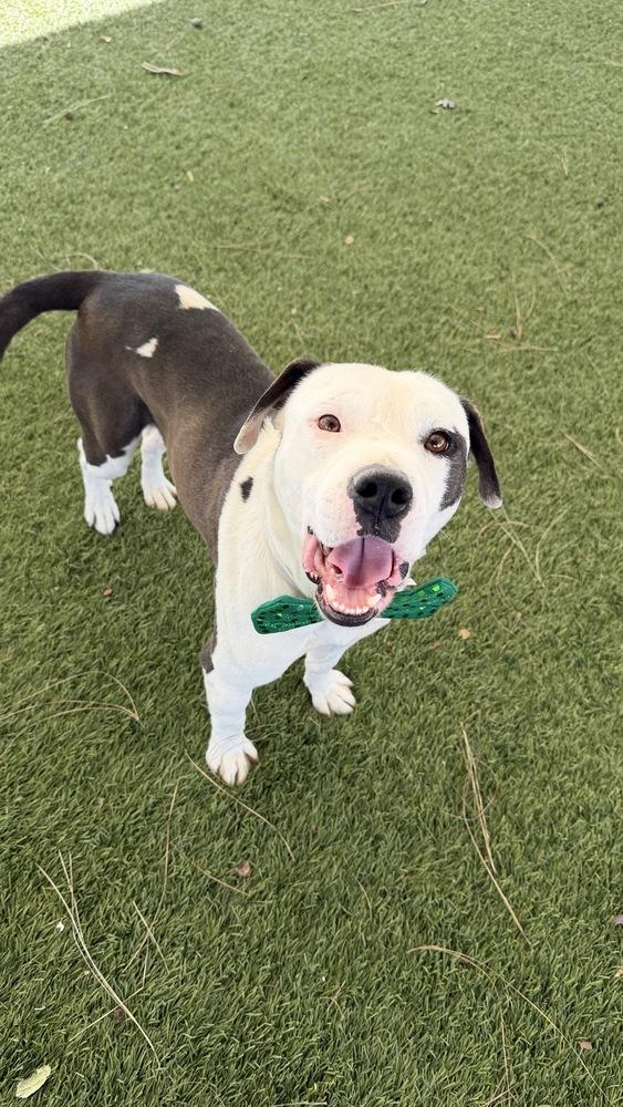 Oso, a Adoptable Pit Bull Terrier in Tigard, OR image 4/5