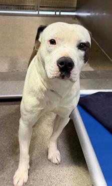 Oso, a Adoptable Pit Bull Terrier in Tigard, OR image 5/5