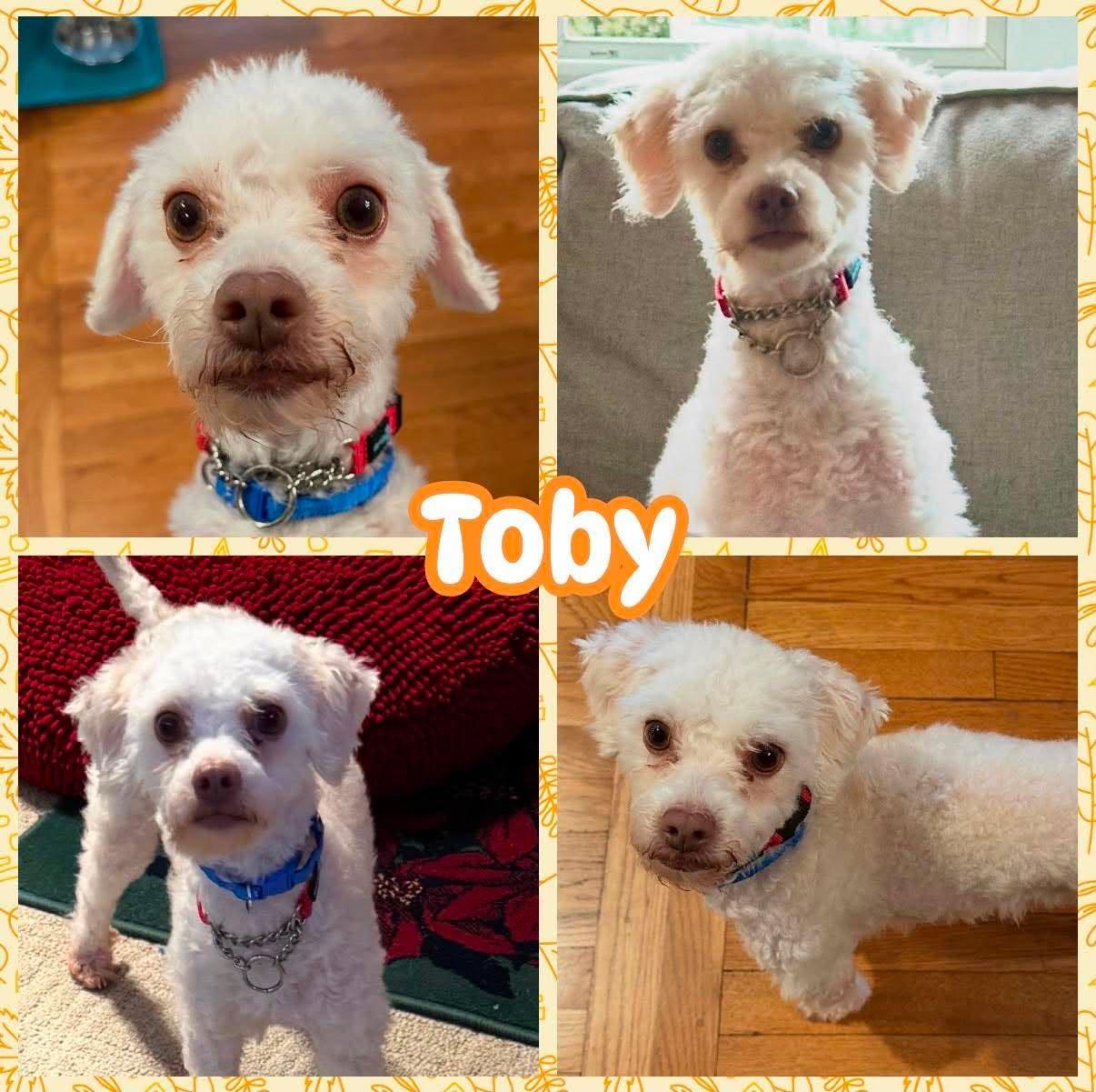 Toby, Adoptable, Young Male Maltipoo.