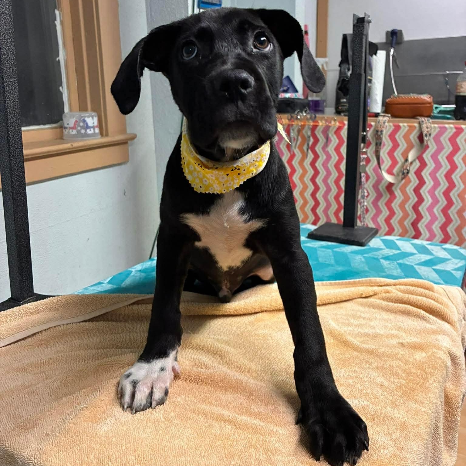 Scout, a ADOPTABLE mixed breed in Rochester, NY image 3/6