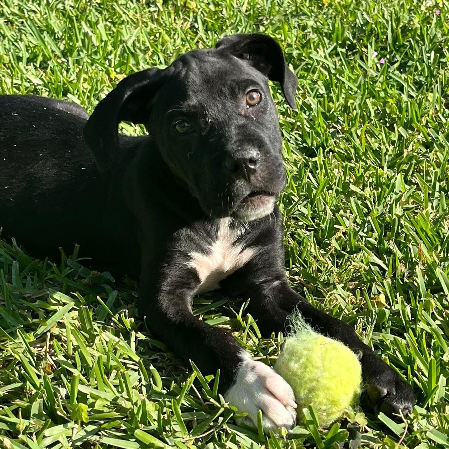 Scout, a ADOPTABLE mixed breed in Rochester, NY image 4/6