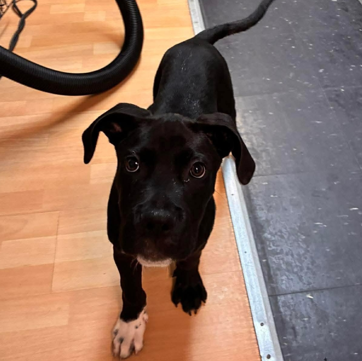 Scout, a ADOPTABLE mixed breed in Rochester, NY image 6/6