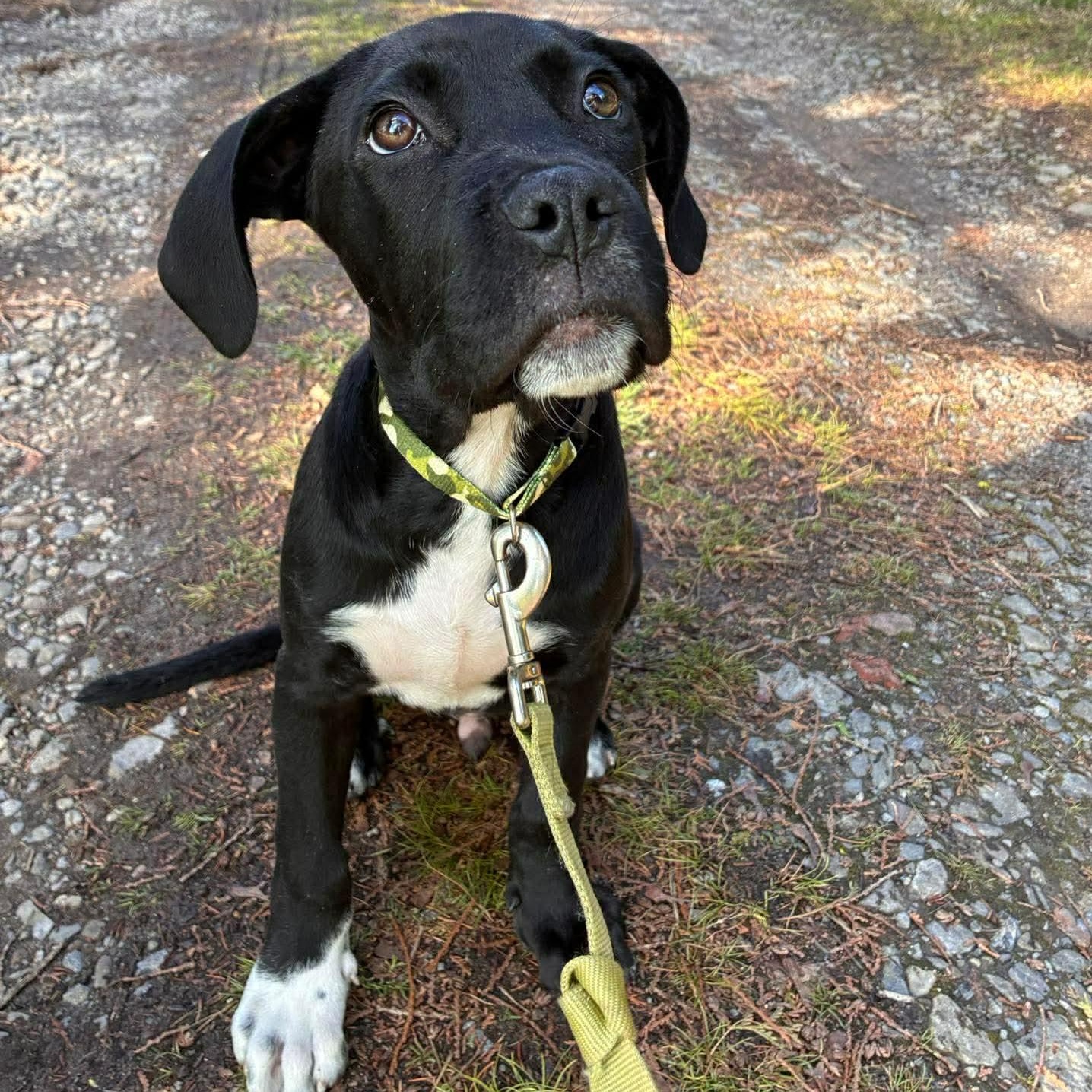 Scout, a ADOPTABLE mixed breed in Rochester, NY image 5/6