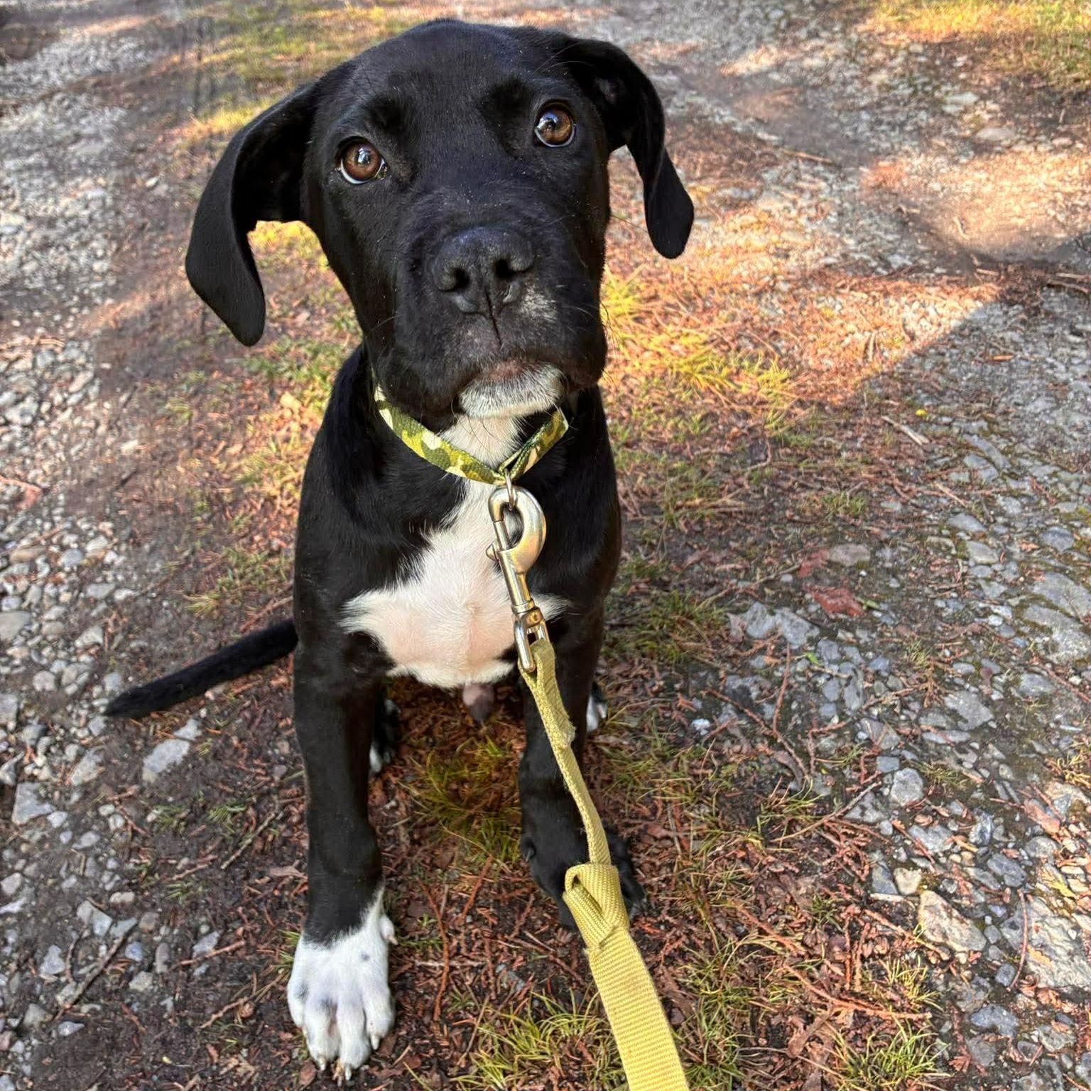Scout, ADOPTABLE, Puppy Male Labrador Retriever & Mastiff.