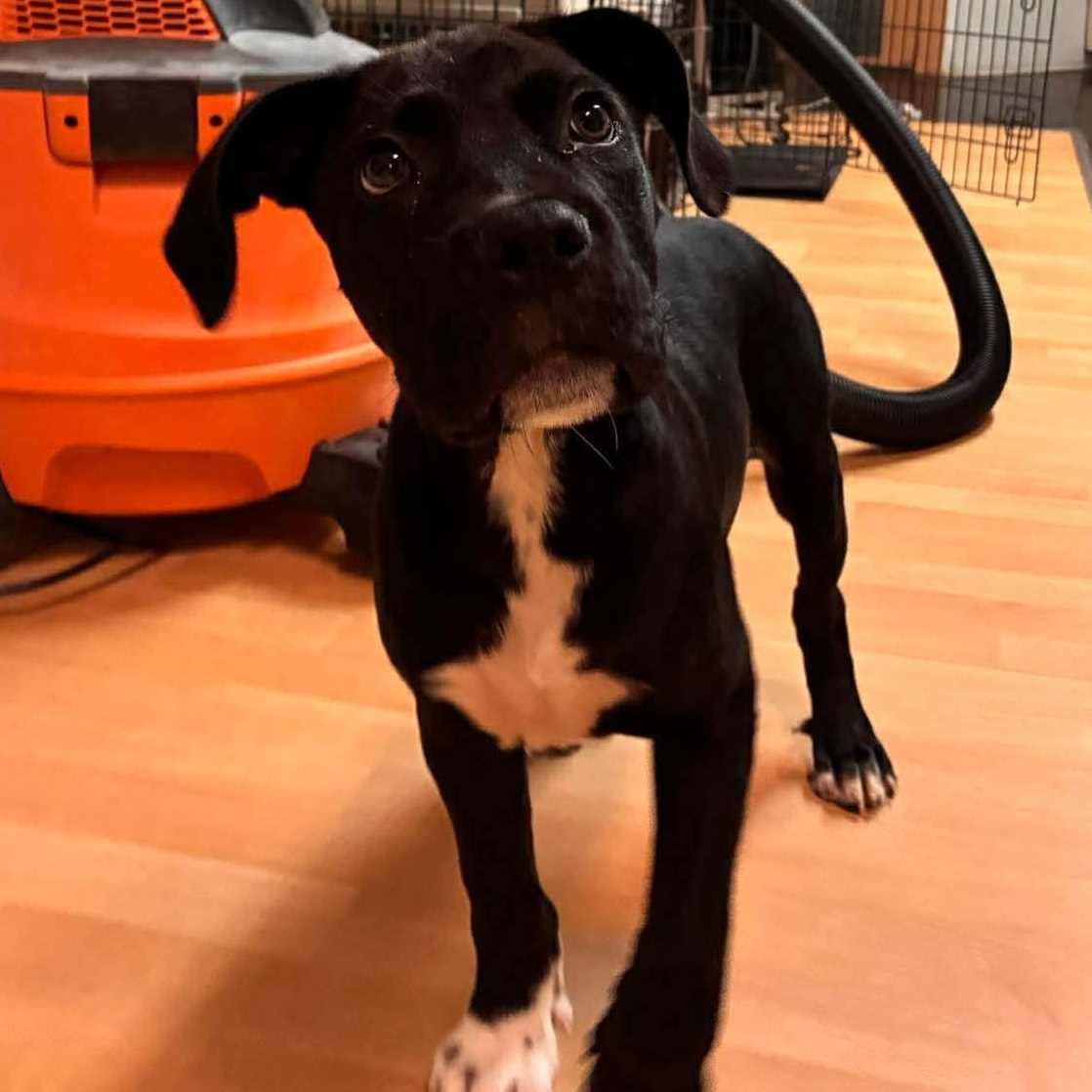 Scout, a ADOPTABLE mixed breed in Rochester, NY image 2/6