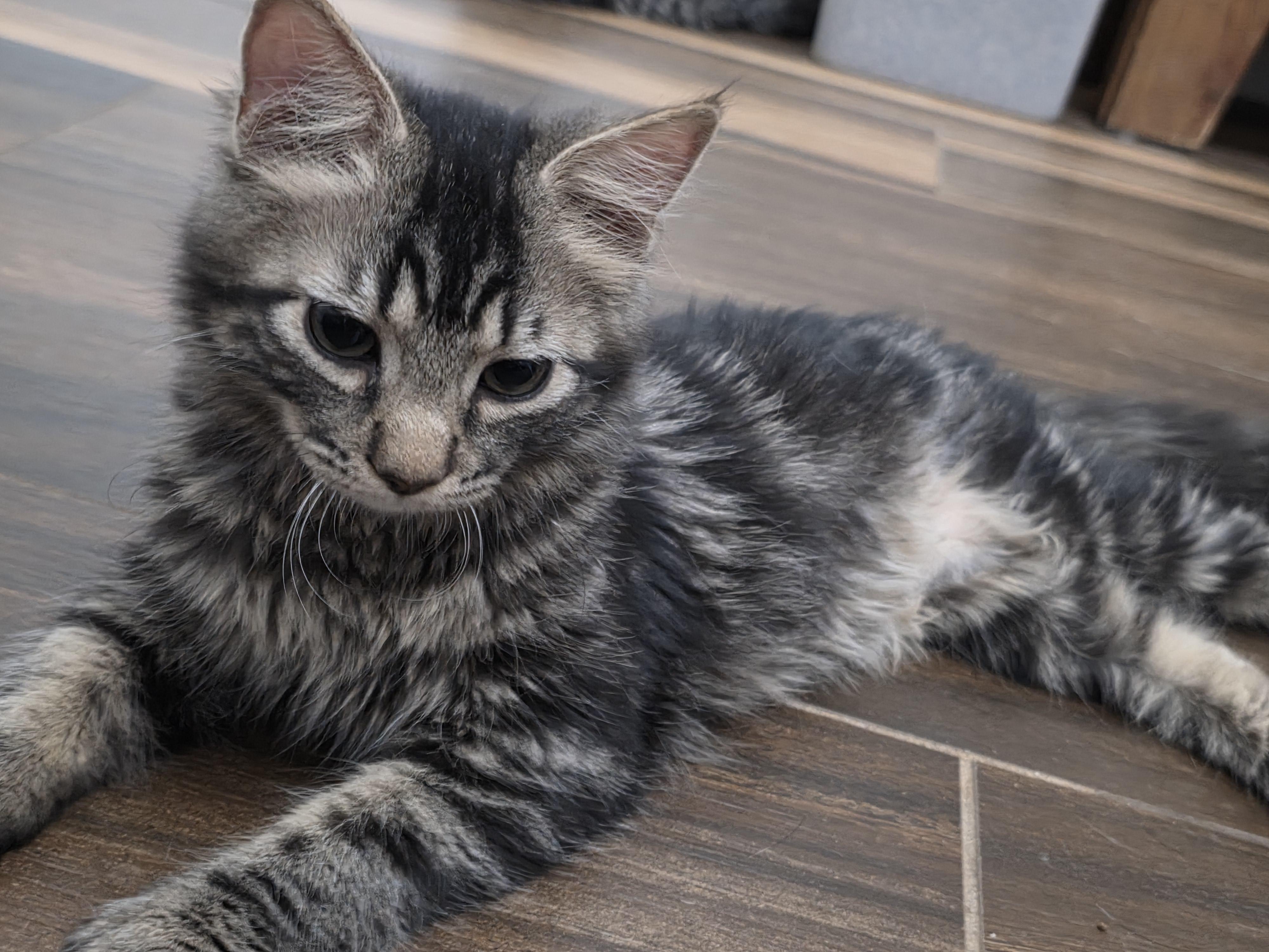 Enlarge Lilo & Stitch , a Adoptable mixed breed in Warwick, RI image 2/5