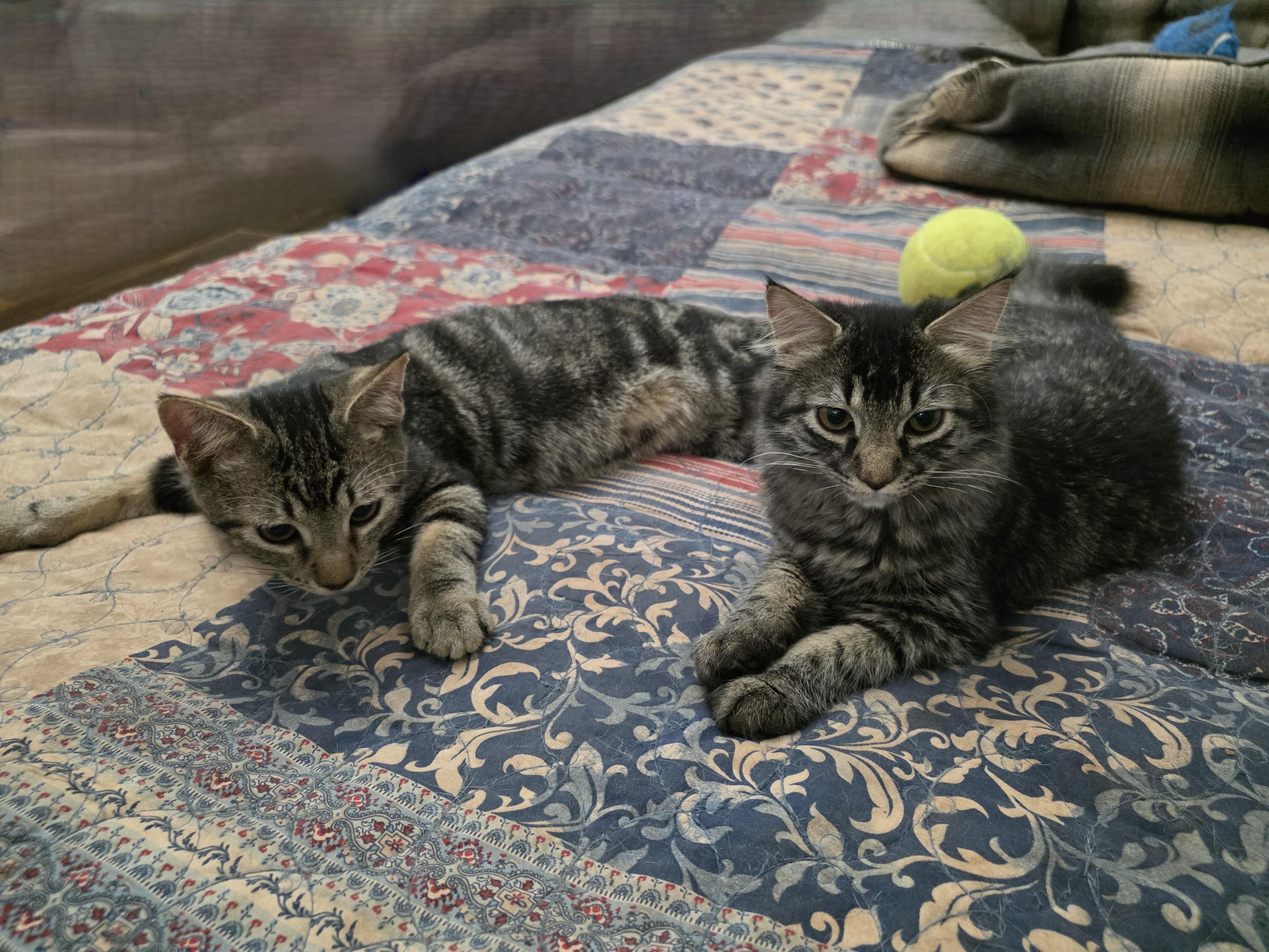 Enlarge Lilo & Stitch , a Adoptable mixed breed in Warwick, RI image 4/5