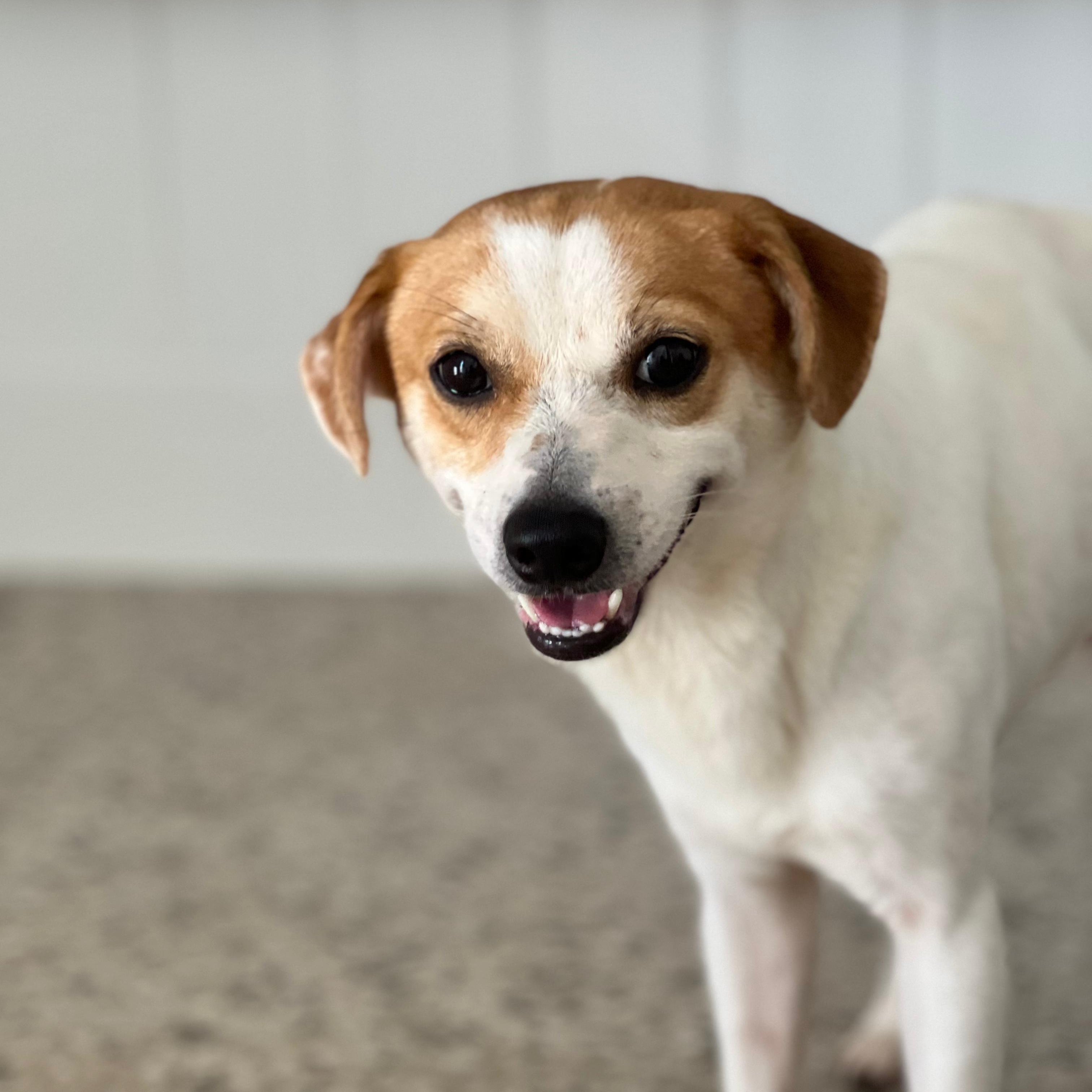 Enlarge Kevin, a Adoptable mixed breed in Jersey city , NJ image 1/6