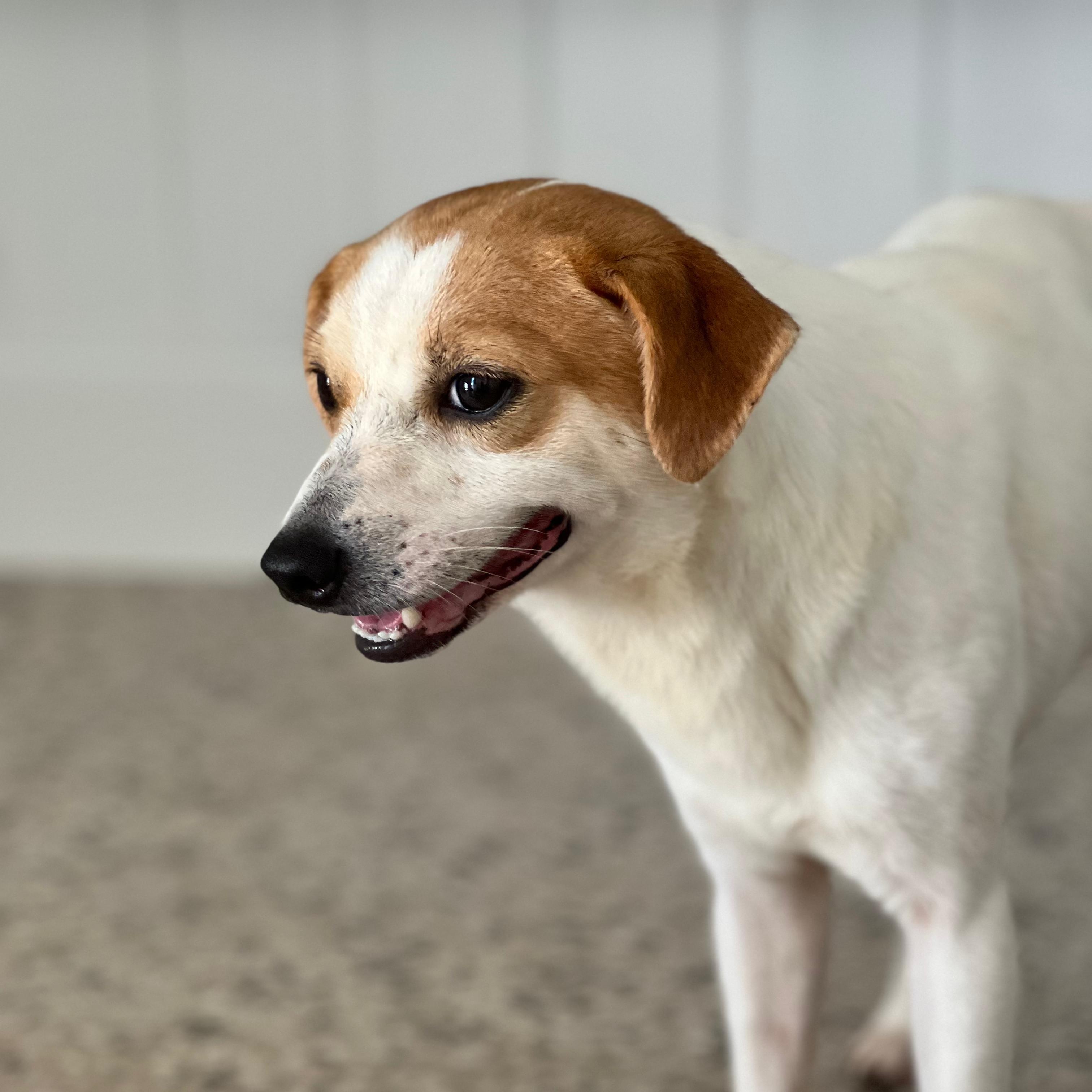 Enlarge Kevin, a Adoptable mixed breed in Jersey city , NJ image 6/6