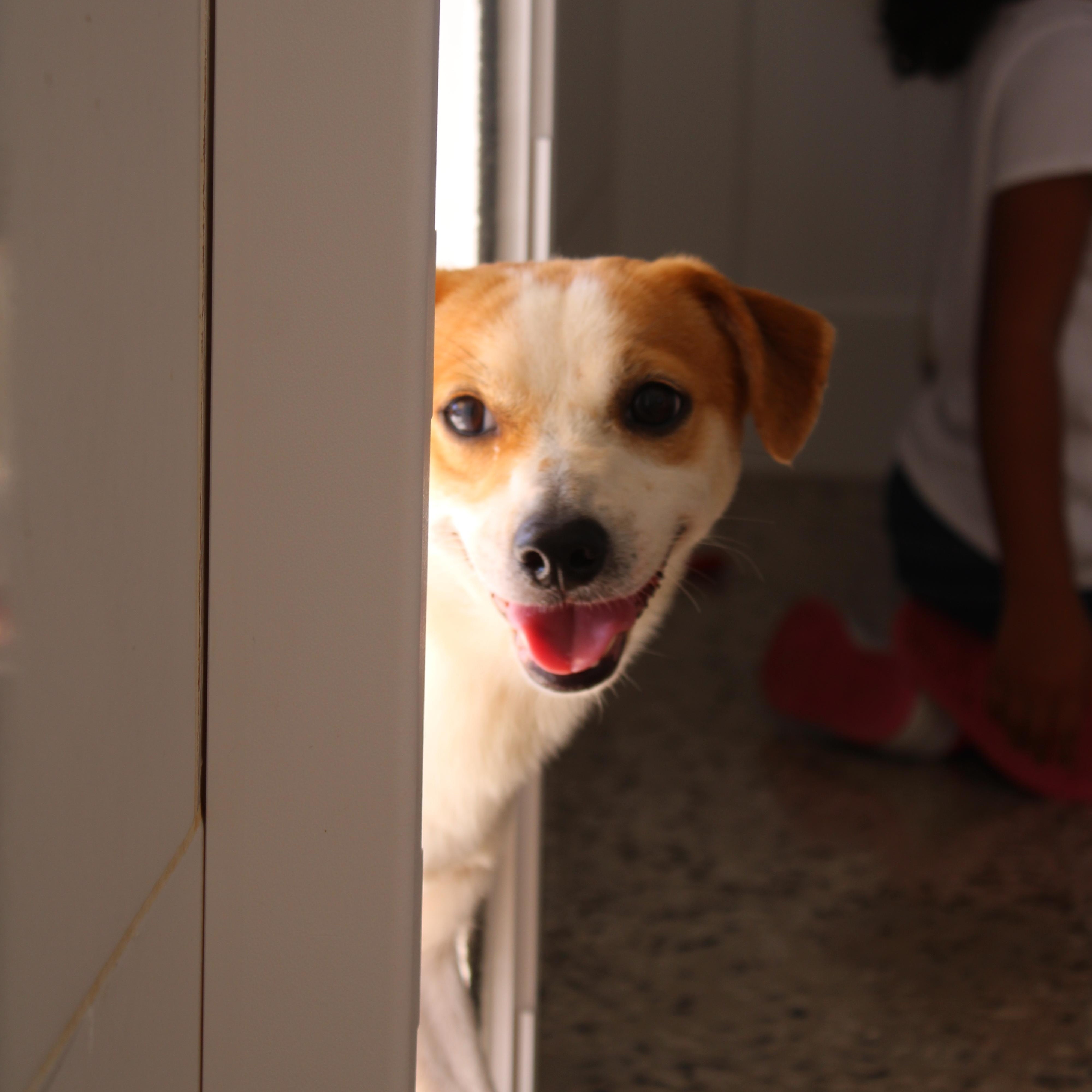 Enlarge Kevin, a Adoptable mixed breed in Jersey city , NJ image 5/6