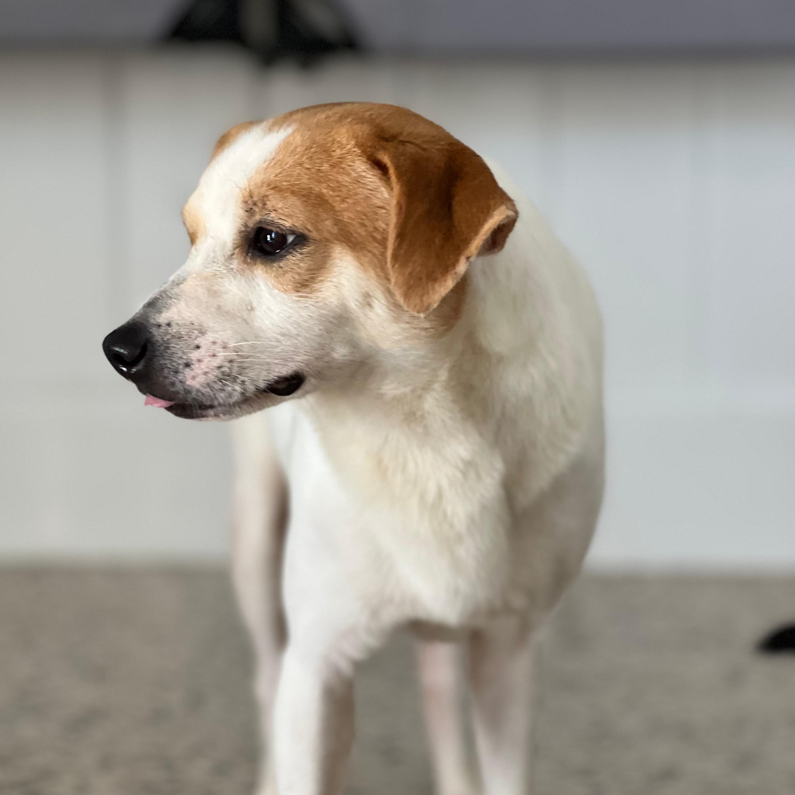 Enlarge Kevin, a Adoptable mixed breed in Jersey city , NJ image 2/6