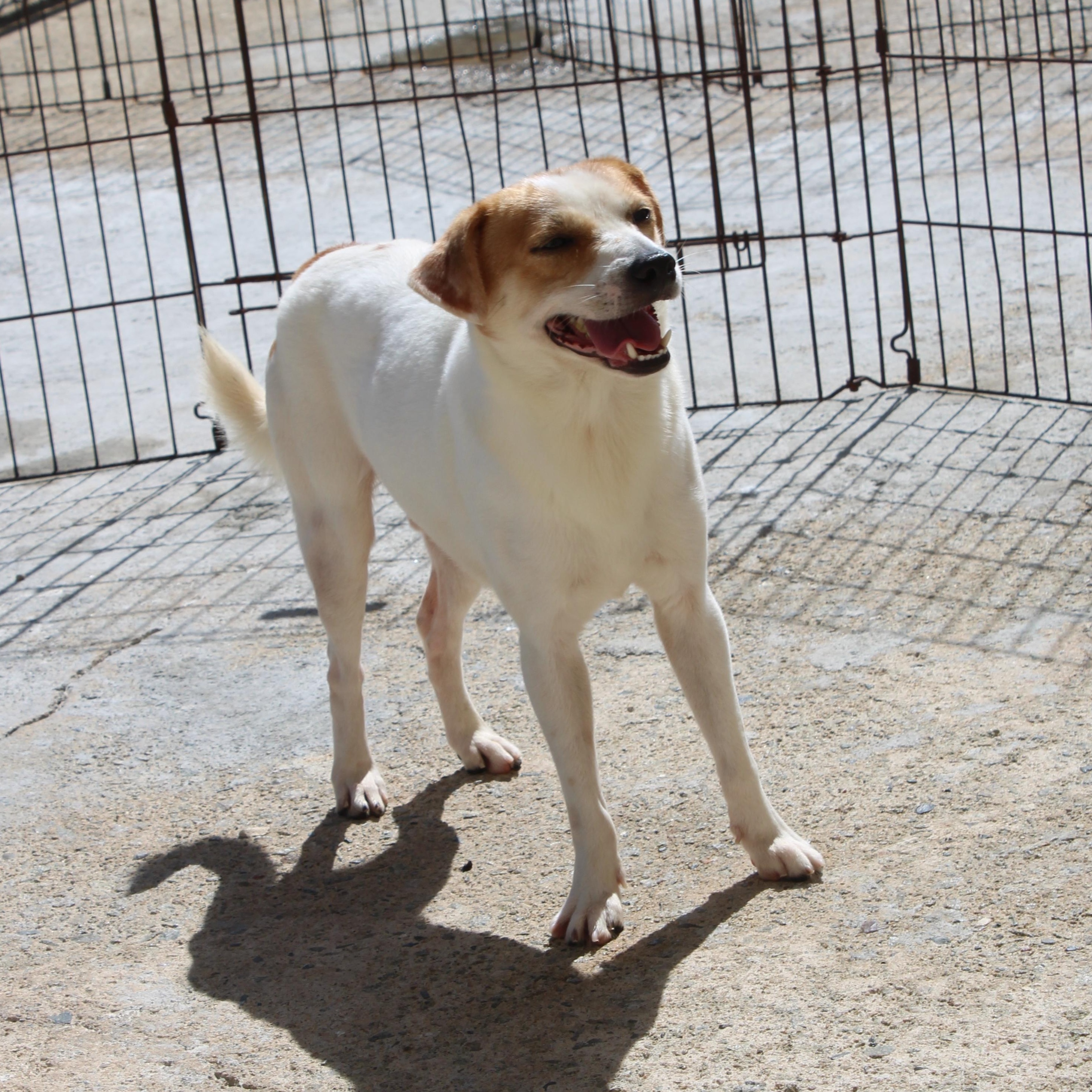 Enlarge Kevin, a Adoptable mixed breed in Jersey city , NJ image 4/6