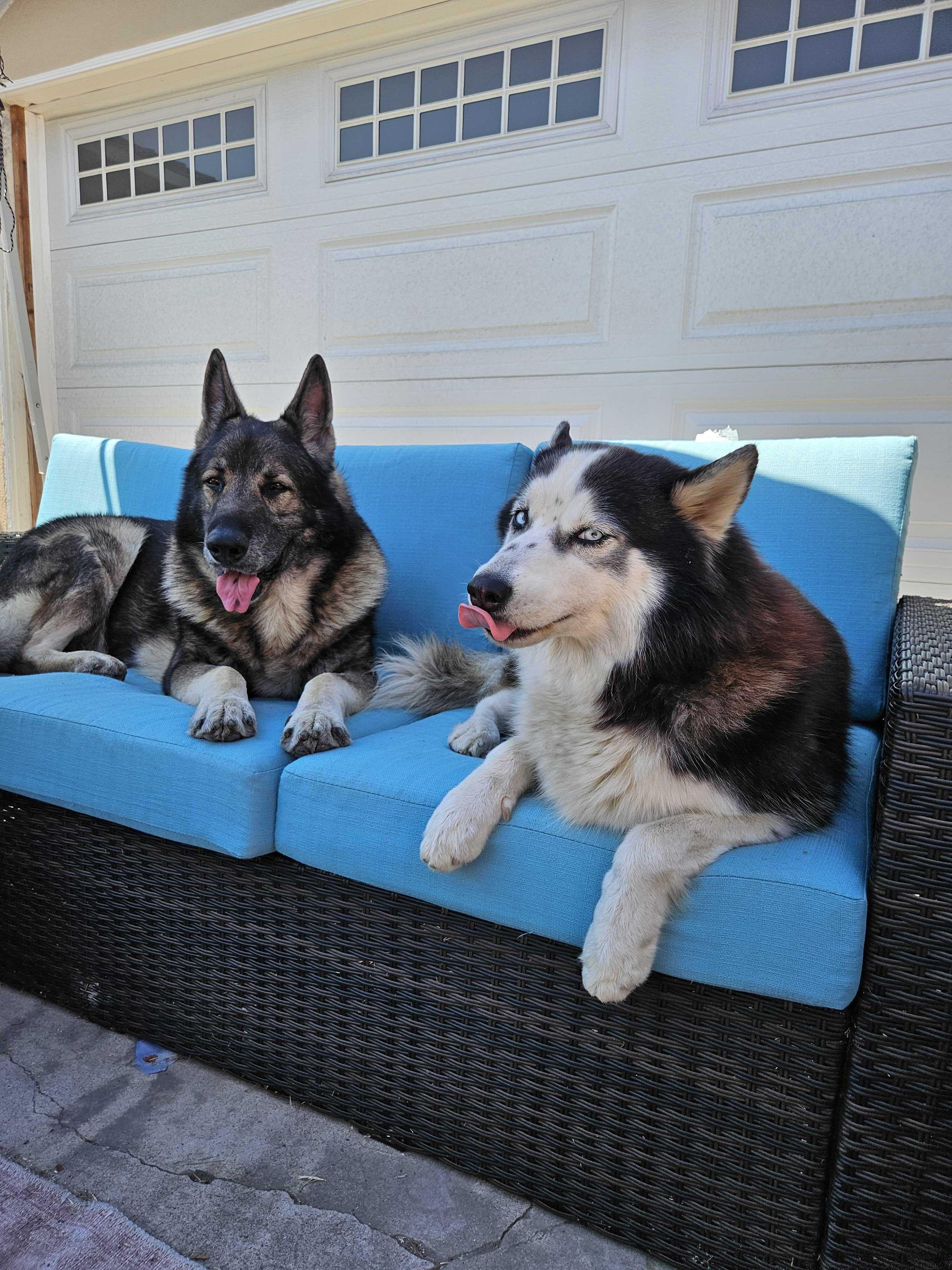 Enlarge Zoey, a Adopted Husky in Anaheim, CA image 2/4