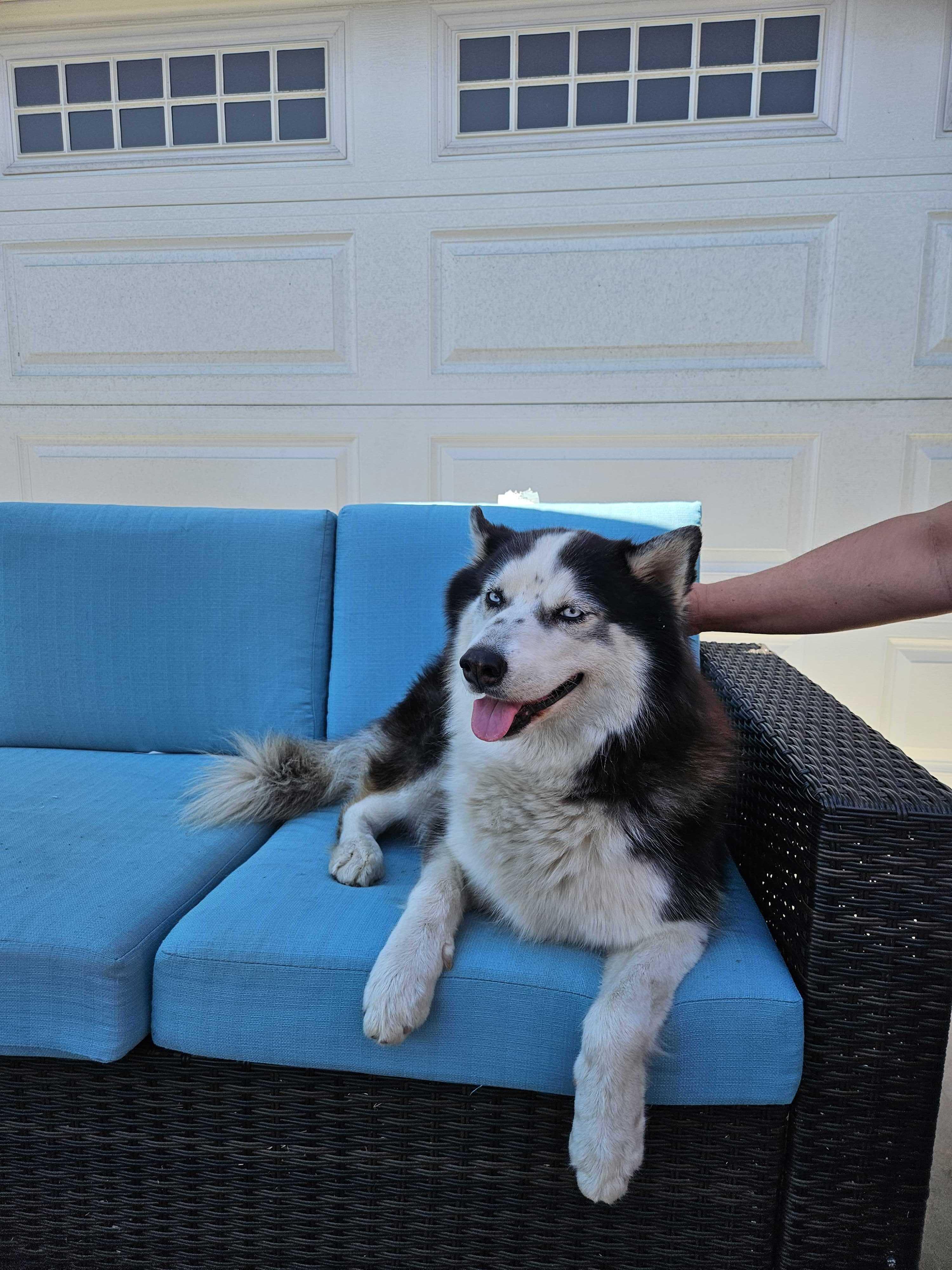 Enlarge Zoey, a Adopted Husky in Anaheim, CA image 4/4