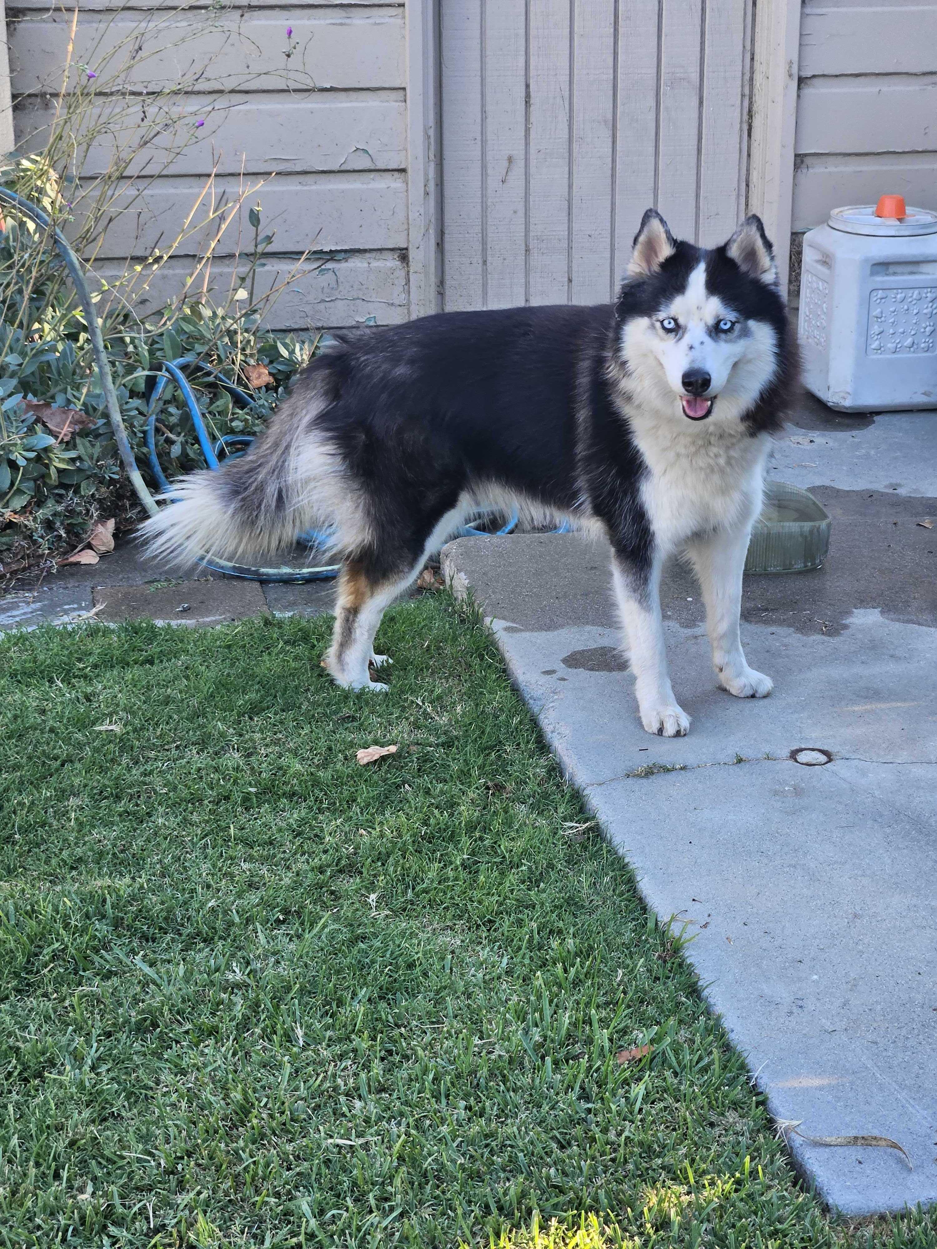 Zoey, Adopted, Young Female Husky.