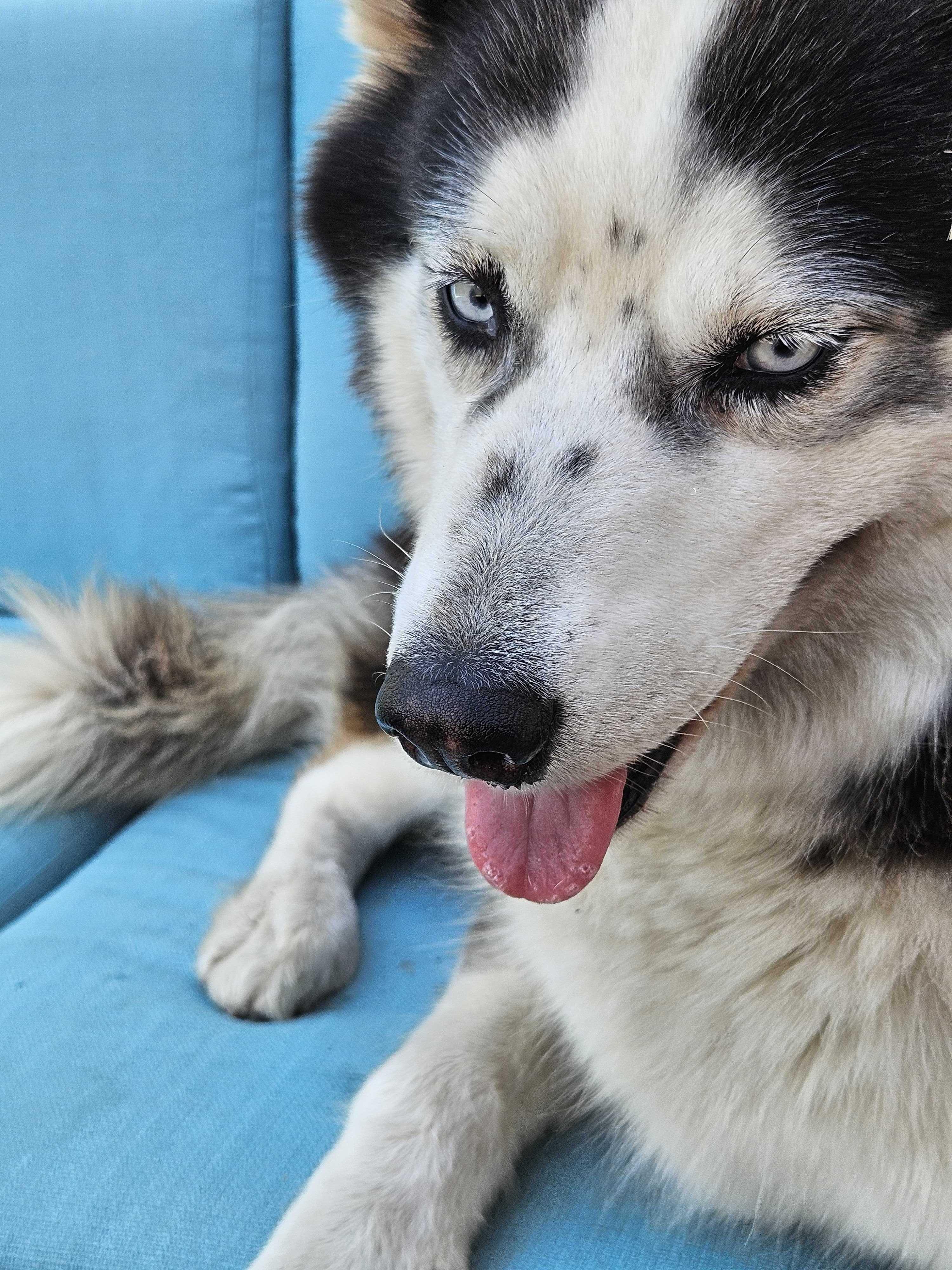 Enlarge Zoey, a Adopted Husky in Anaheim, CA image 3/4