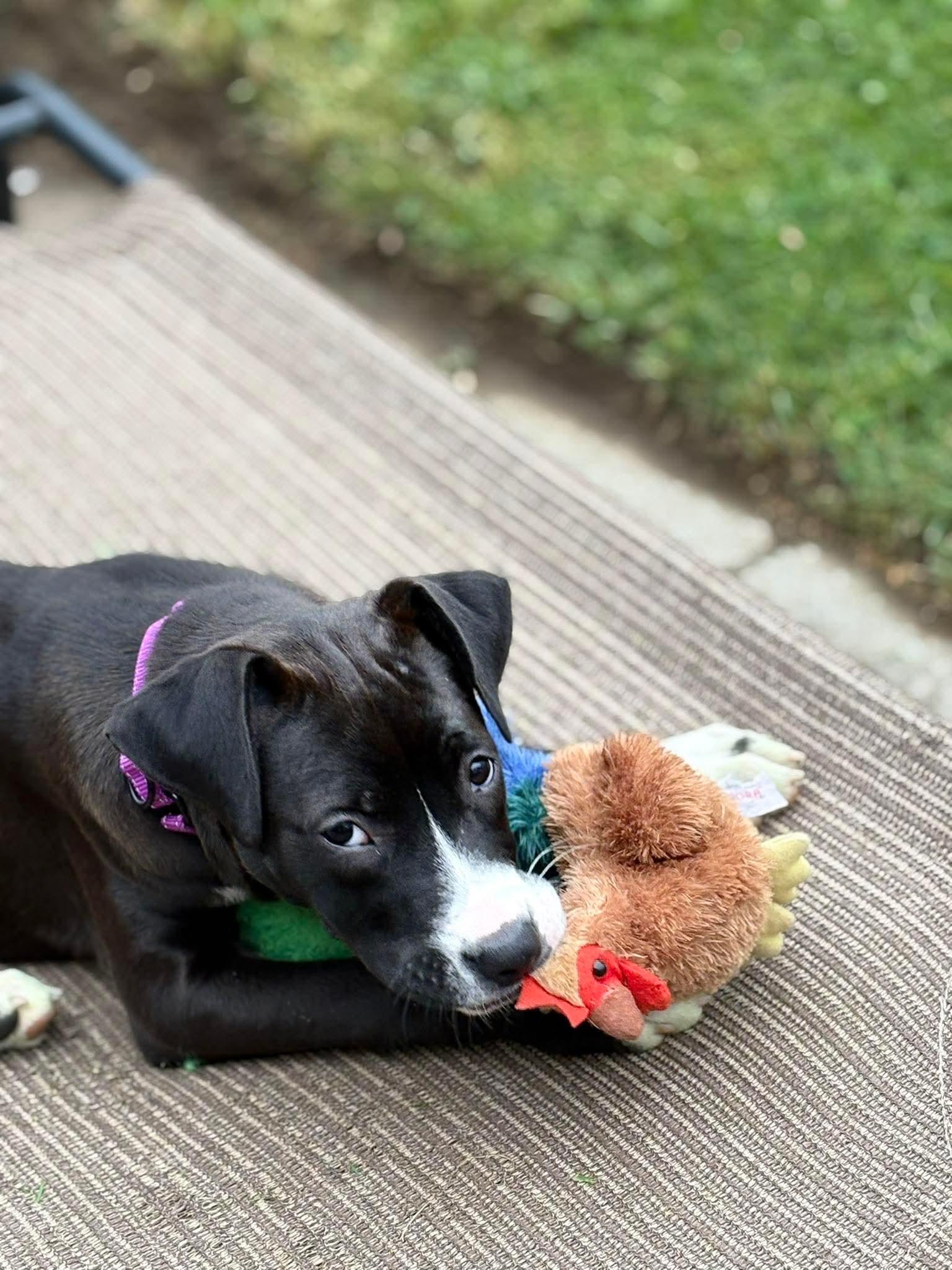 Gabby, a ADOPTABLE Mixed Breed in Highland, NY image 4/4