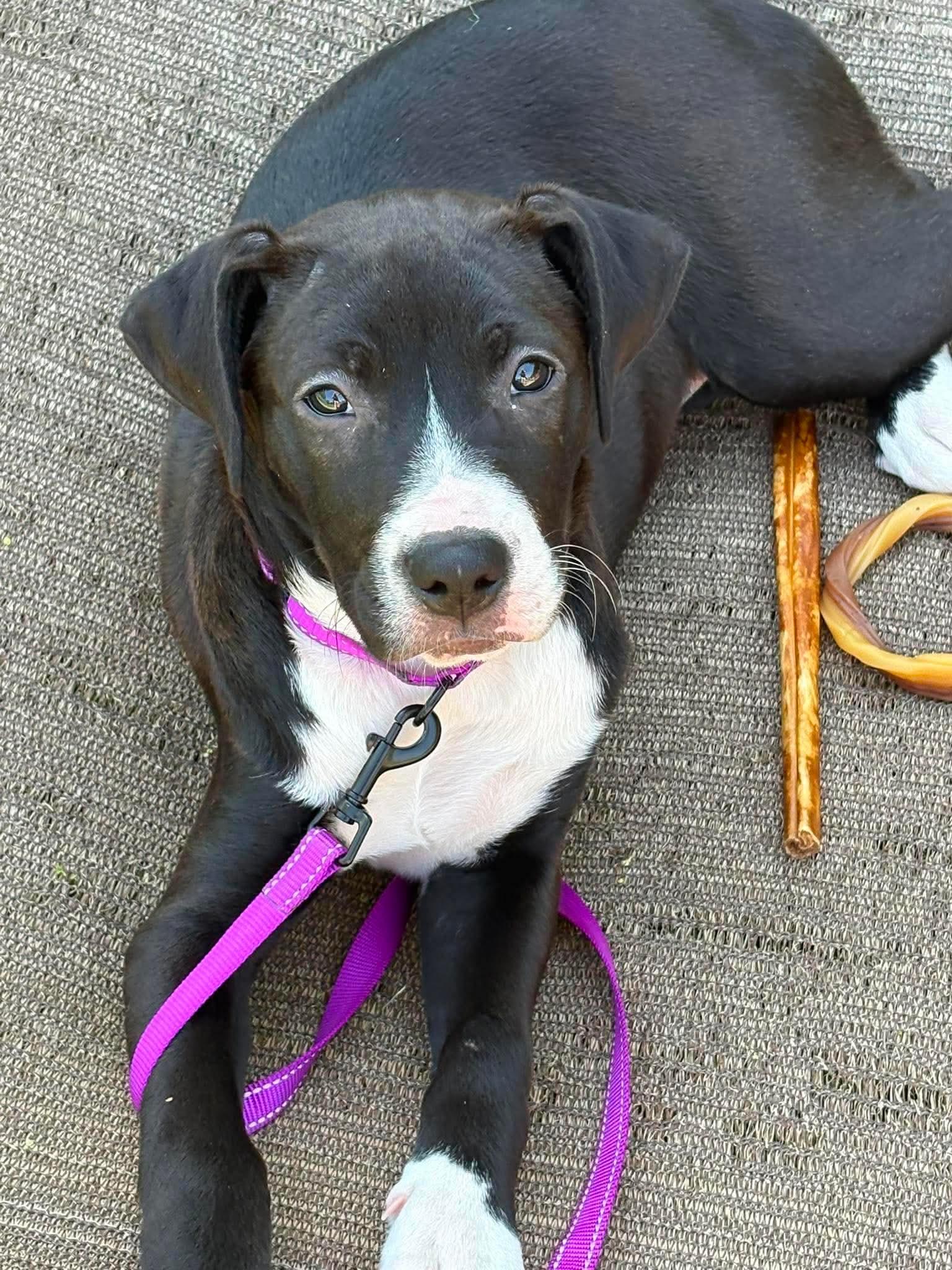 Gabby, a ADOPTABLE Mixed Breed in Highland, NY image 2/4