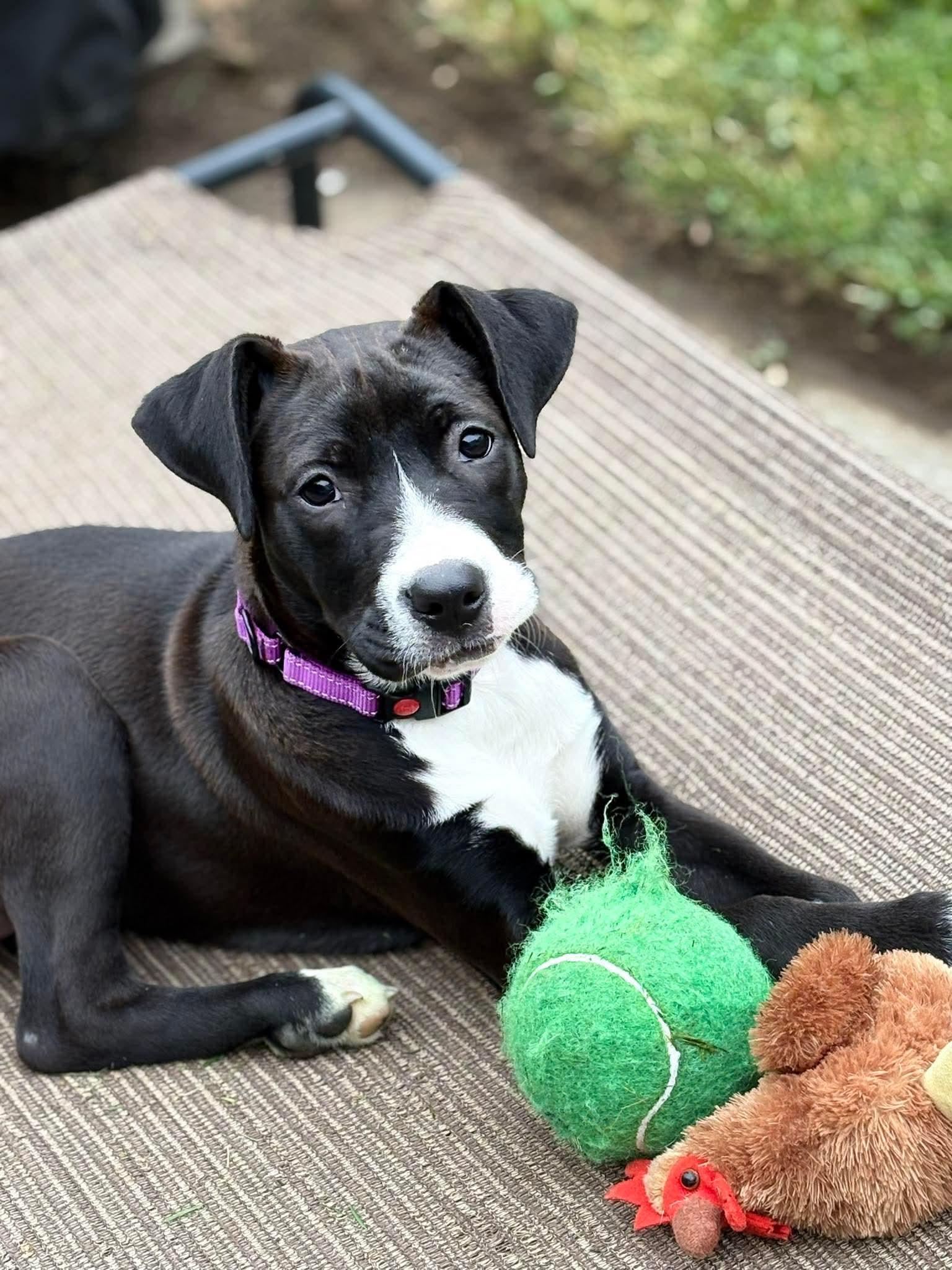 Gabby, ADOPTABLE, Puppy Female Mixed Breed.