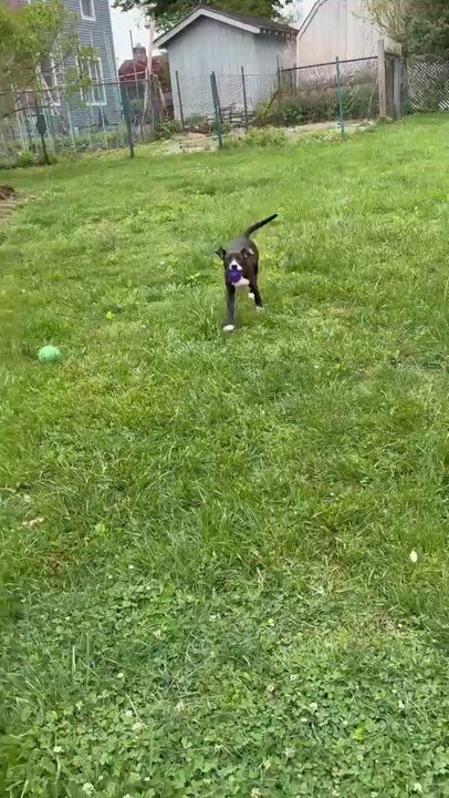 Enlarge Gabby, a ADOPTABLE Mixed Breed in Highland, NY video 3/4