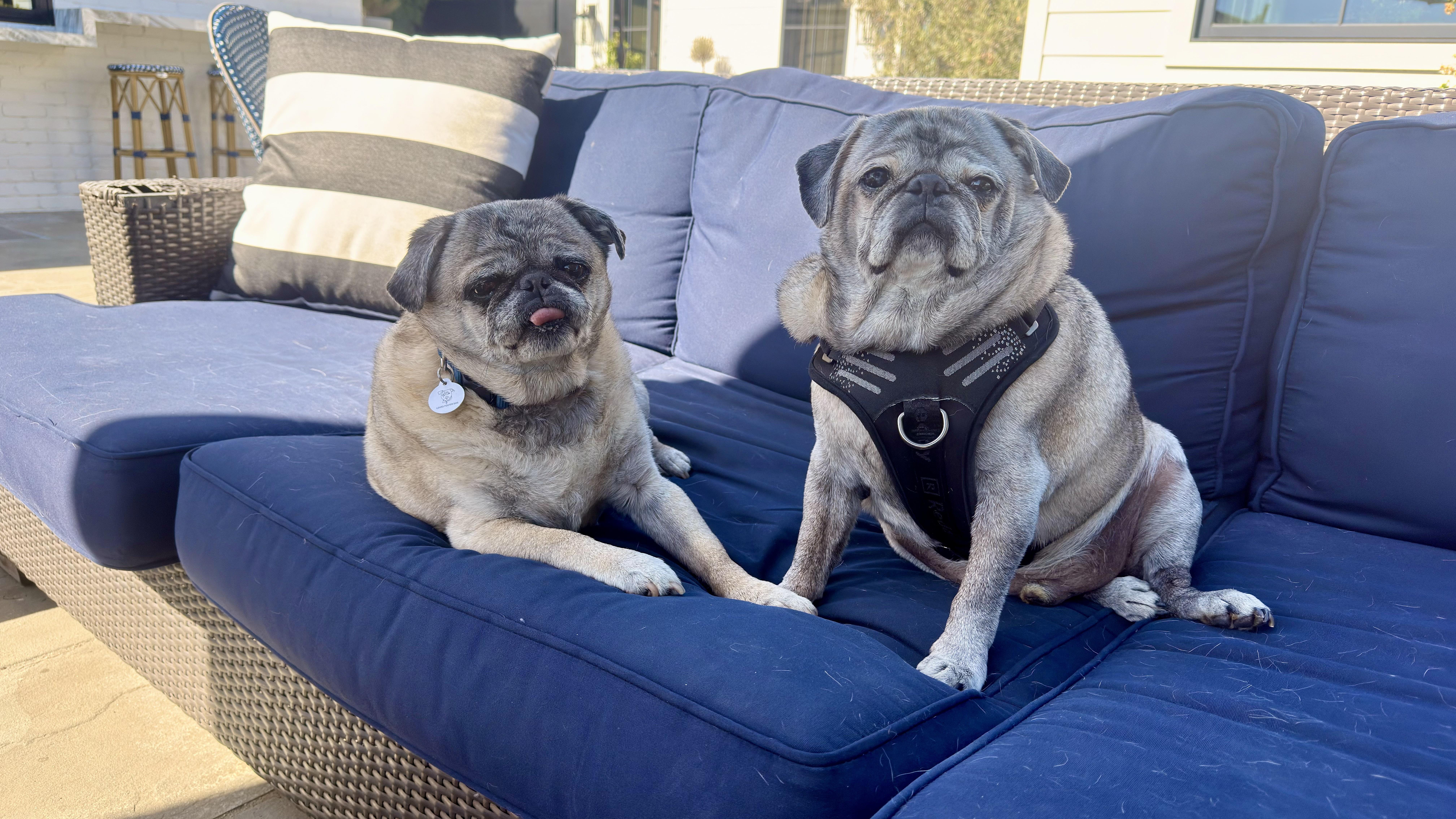 Biggie and Smalls (Bonded Pair), a ADOPTABLE Pug in West Hollywood, CA image 2/5