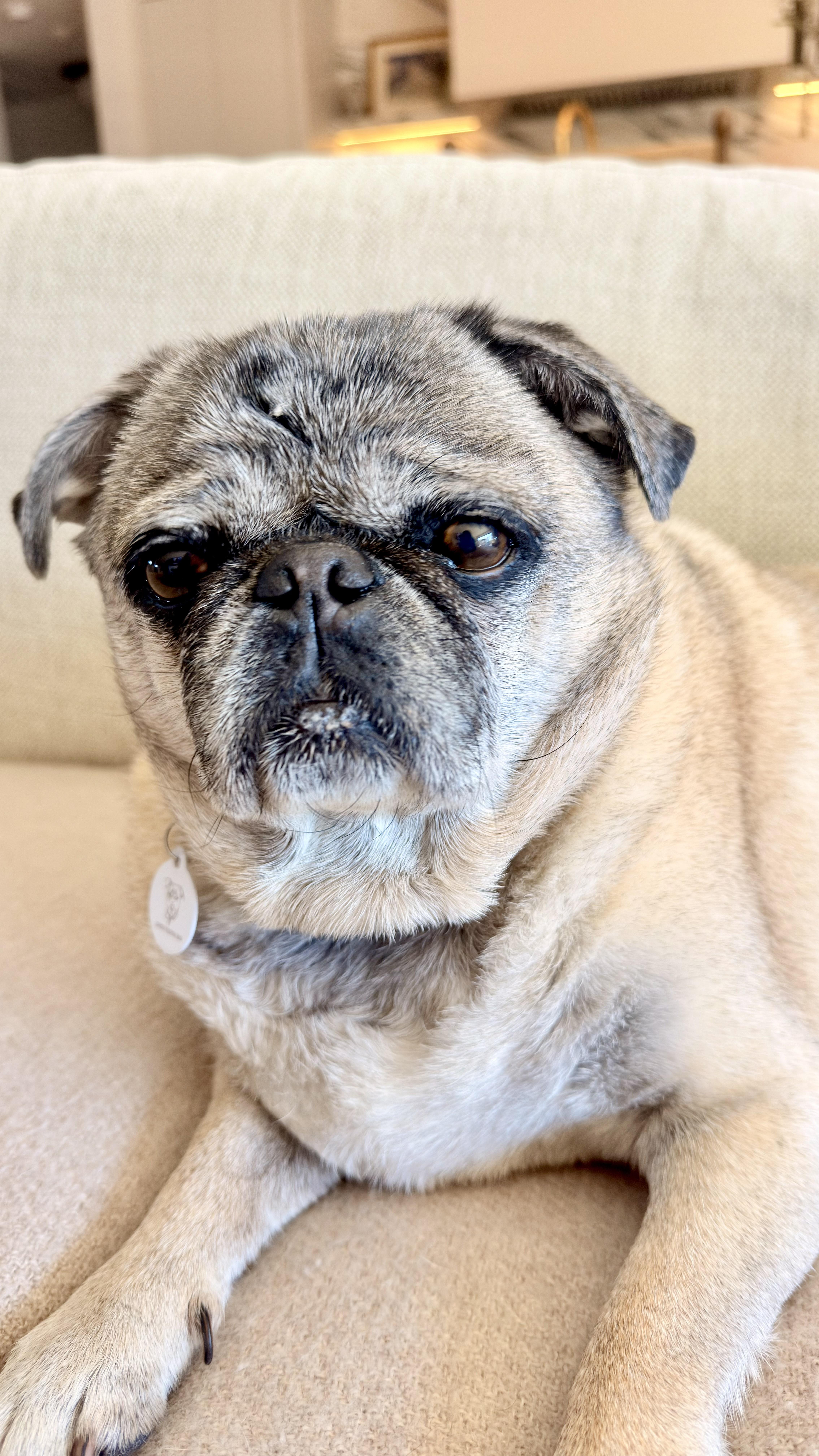 Biggie and Smalls (Bonded Pair), a ADOPTABLE Pug in West Hollywood, CA image 5/5