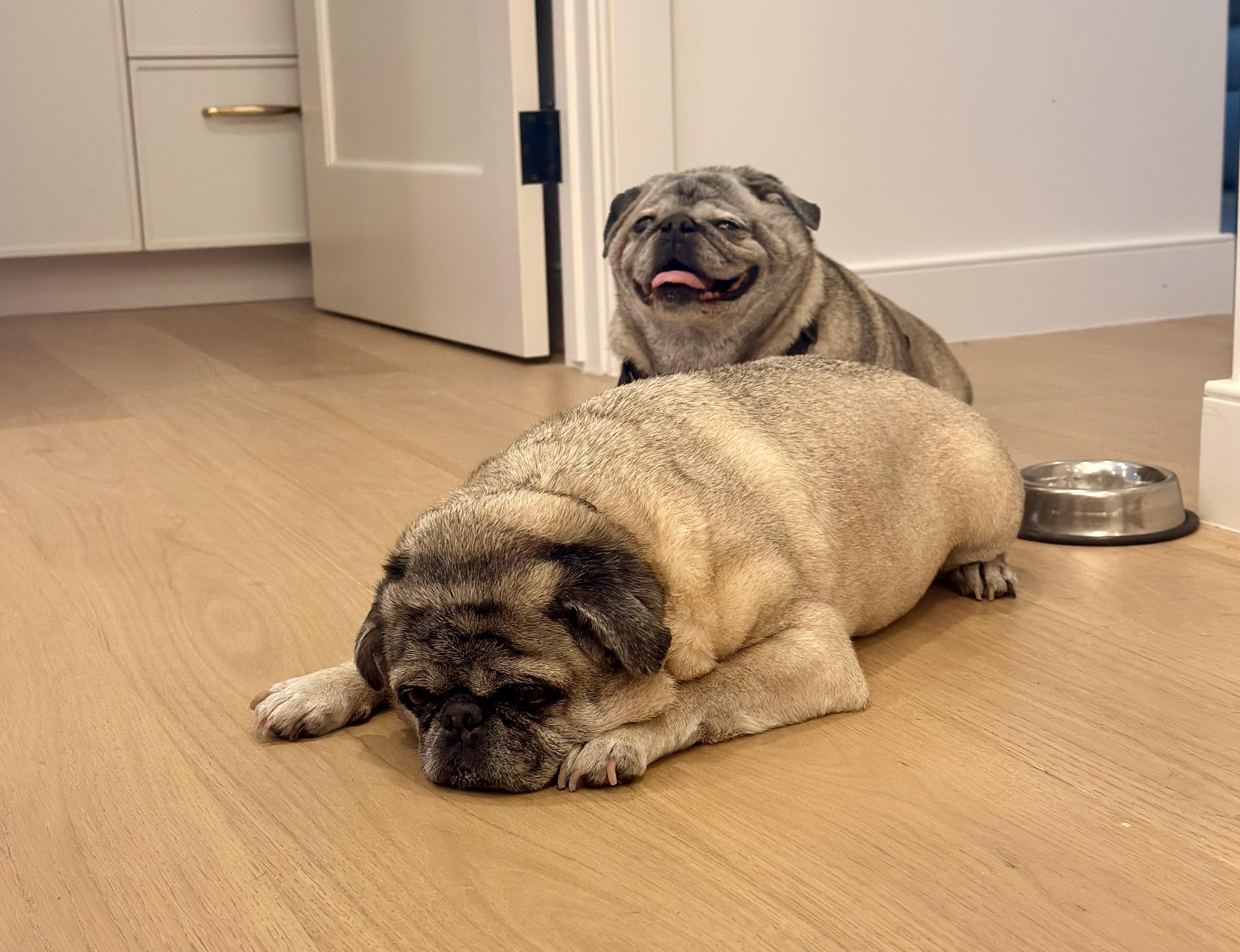 Biggie and Smalls (Bonded Pair), a ADOPTABLE Pug in West Hollywood, CA image 3/5