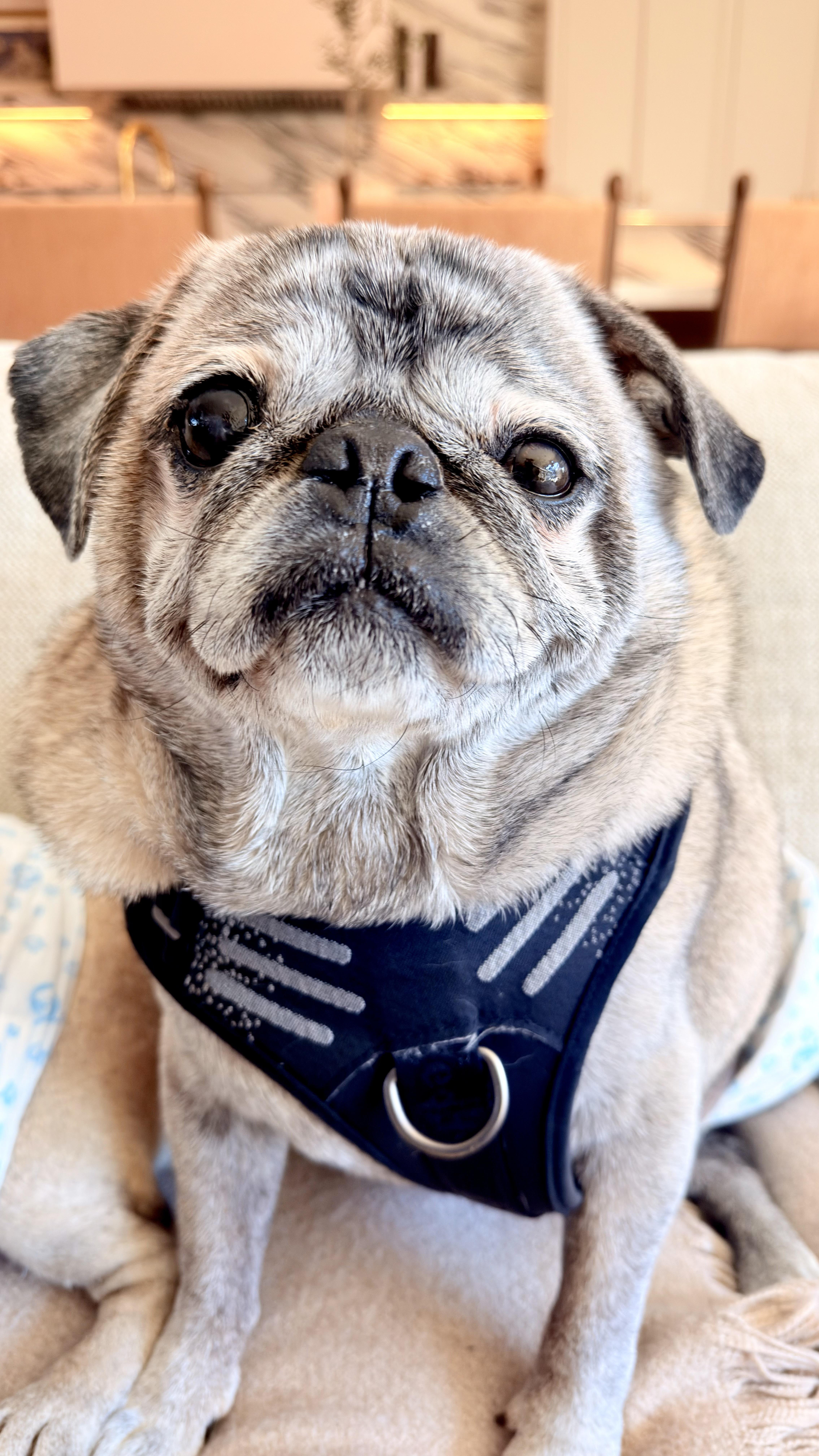 Biggie and Smalls (Bonded Pair), ADOPTABLE, Senior Male Pug.