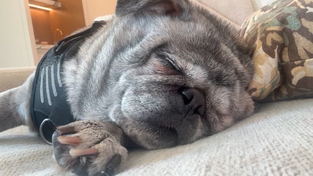 Enlarge Biggie and Smalls (Bonded Pair), a ADOPTABLE Pug in West Hollywood, CA video 4/5