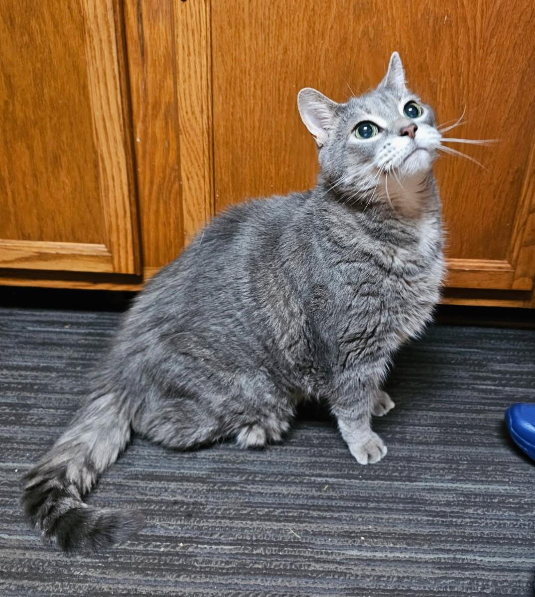 Enlarge Nuno, a Adoptable mixed breed in Ypsilanti, MI image 1/2